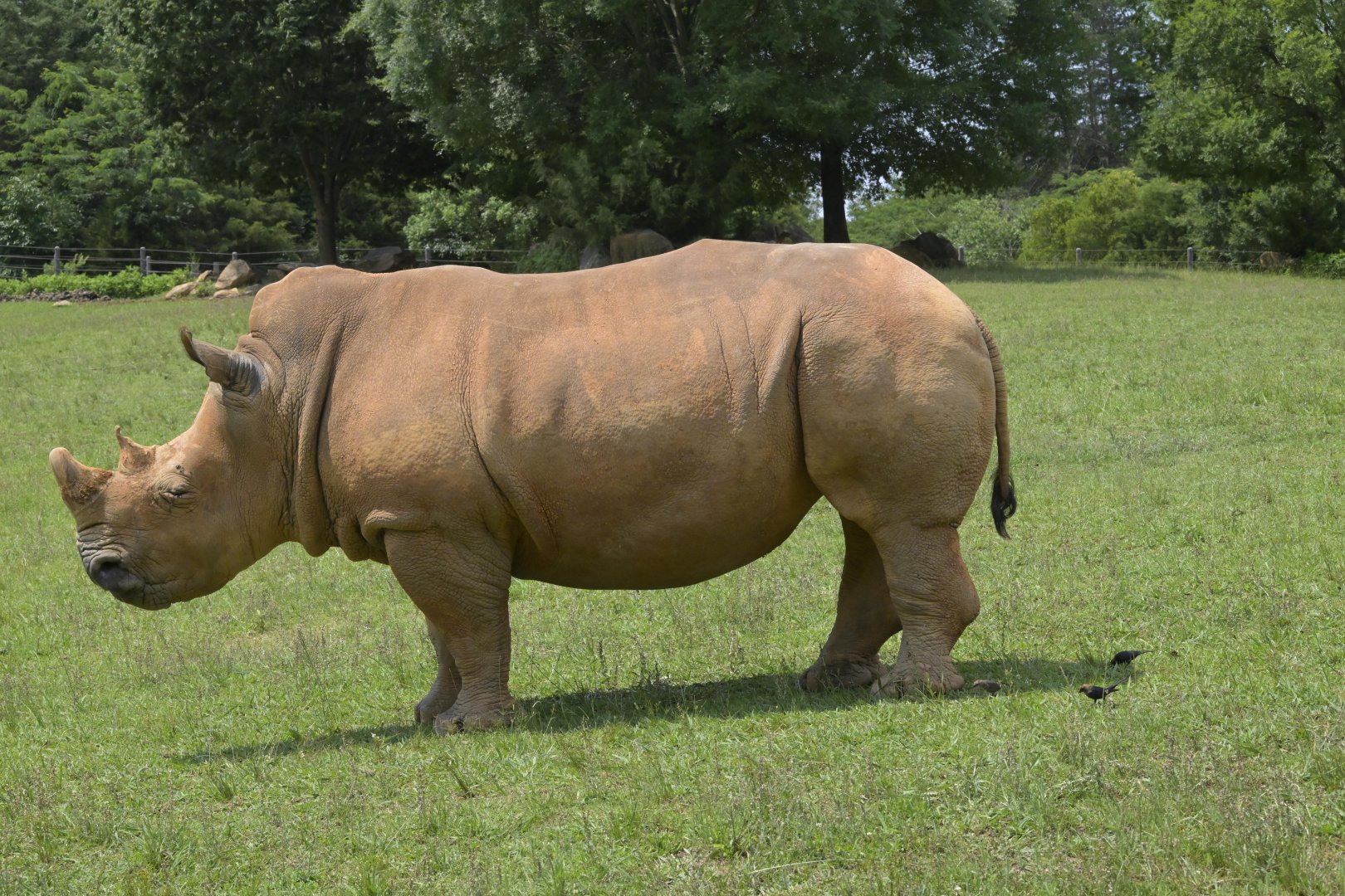 Watani Grasslands Reserve - White Rhinoceros with wild Brown-headed Cowbirds