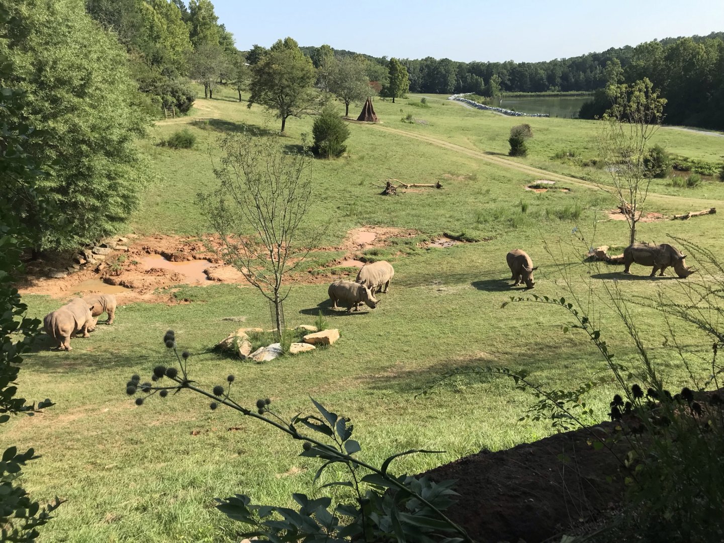 Watani Grasslands Rhino Crash