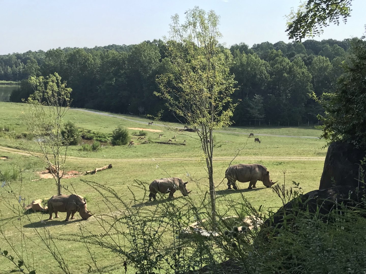 Watani Grasslands Rhinos and Antelope