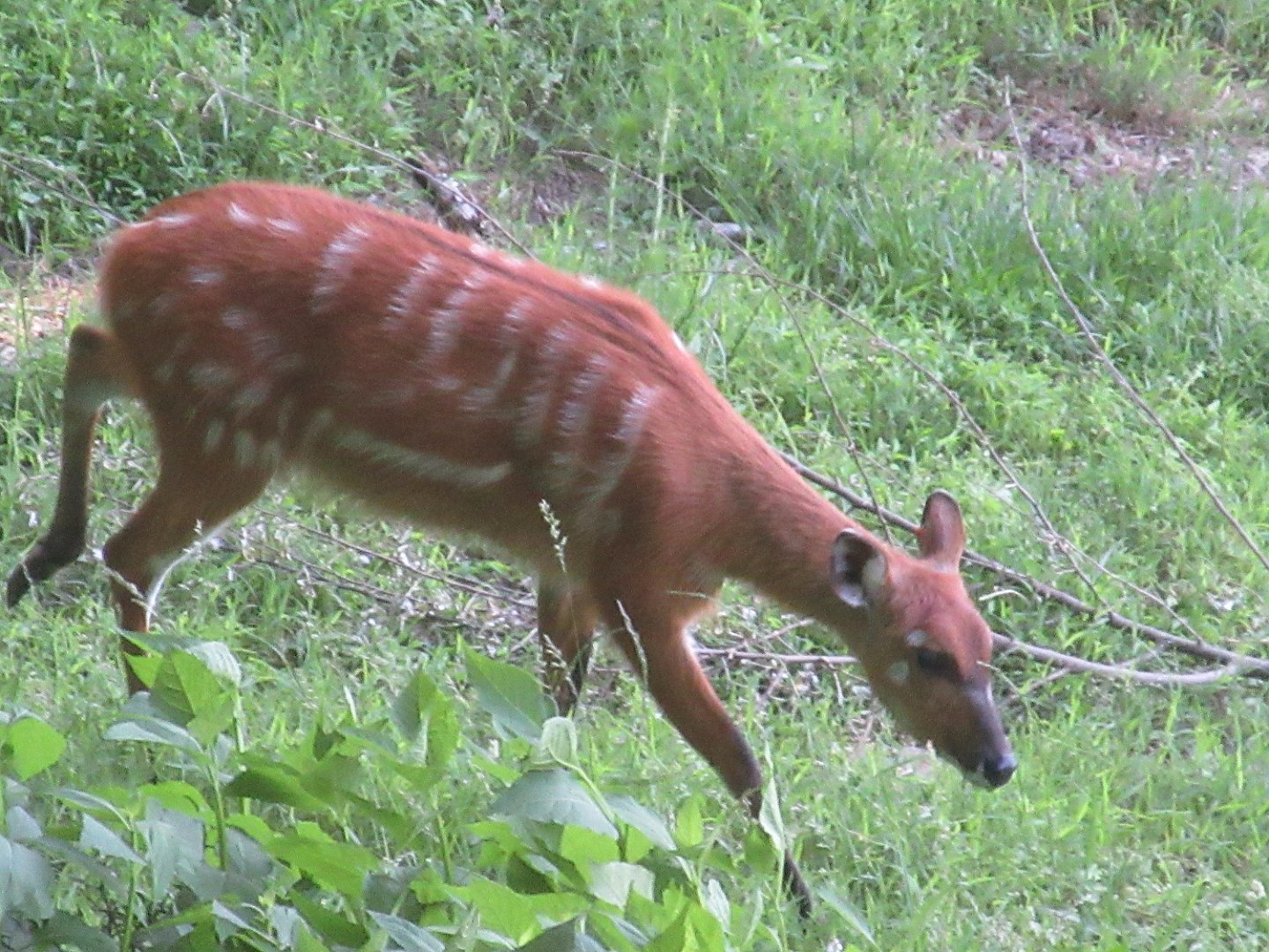 Watani Grasslands - Sitatunga (Tragelaphus spekii)