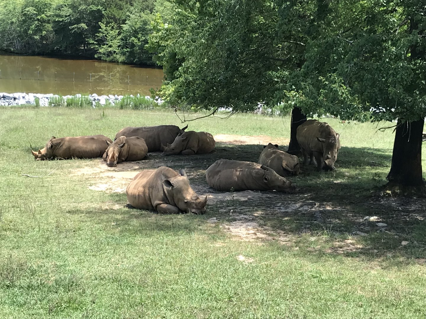 Watani Grasslands - Southern White Rhino Crash