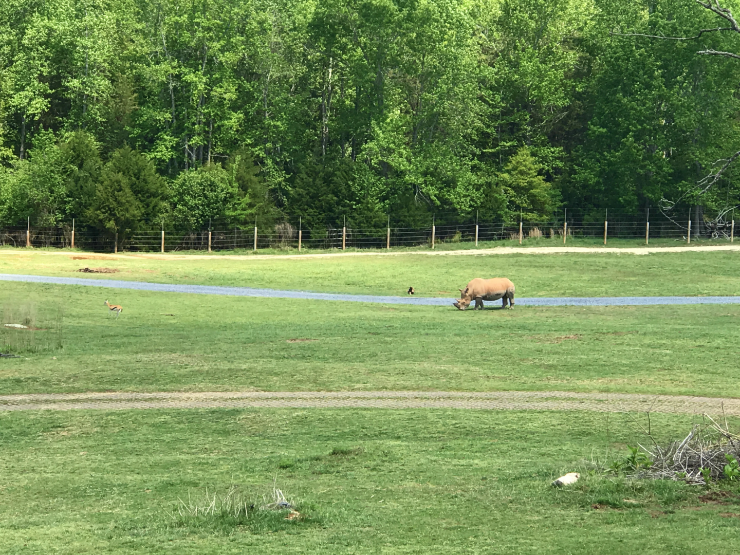 Watani Grasslands - Southern White Rhino