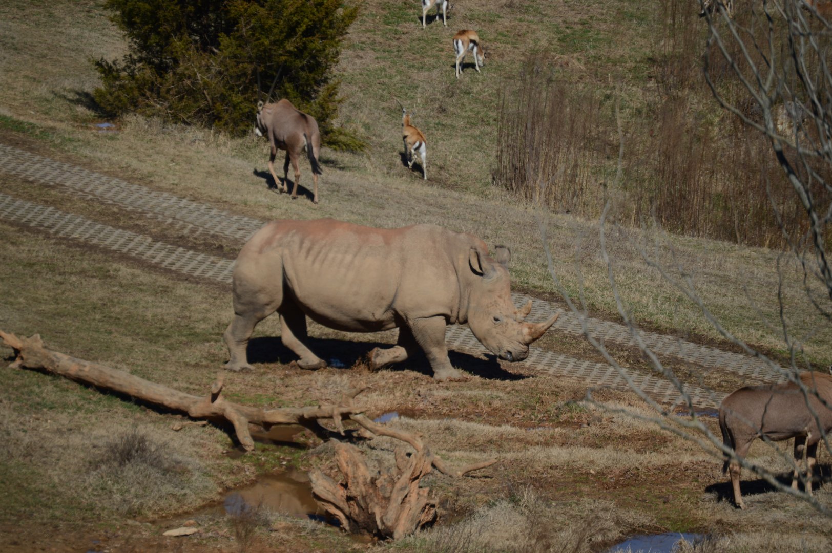 Watani Grasslands - Southern White Rhinoceros (Ceratotherium simum ssp. simum)