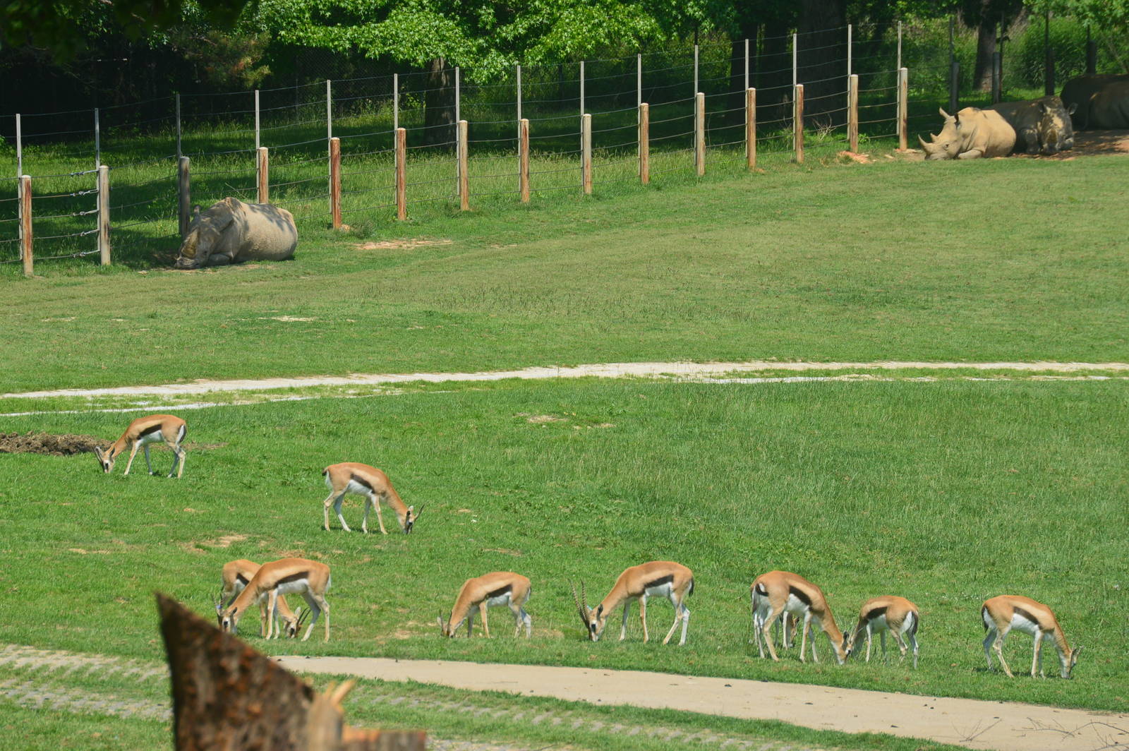 Watani Grasslands - Thompson's Gazelles and Southern White Rhinoceros