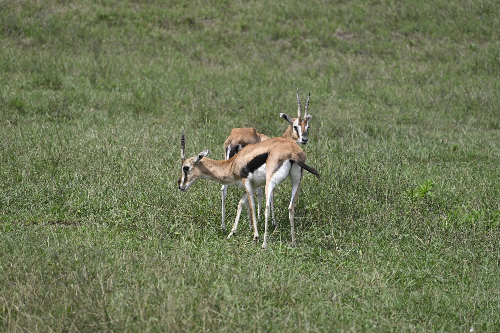 Watani Grasslands - Thomson's Gazelle (Eudorcas thomsonii)