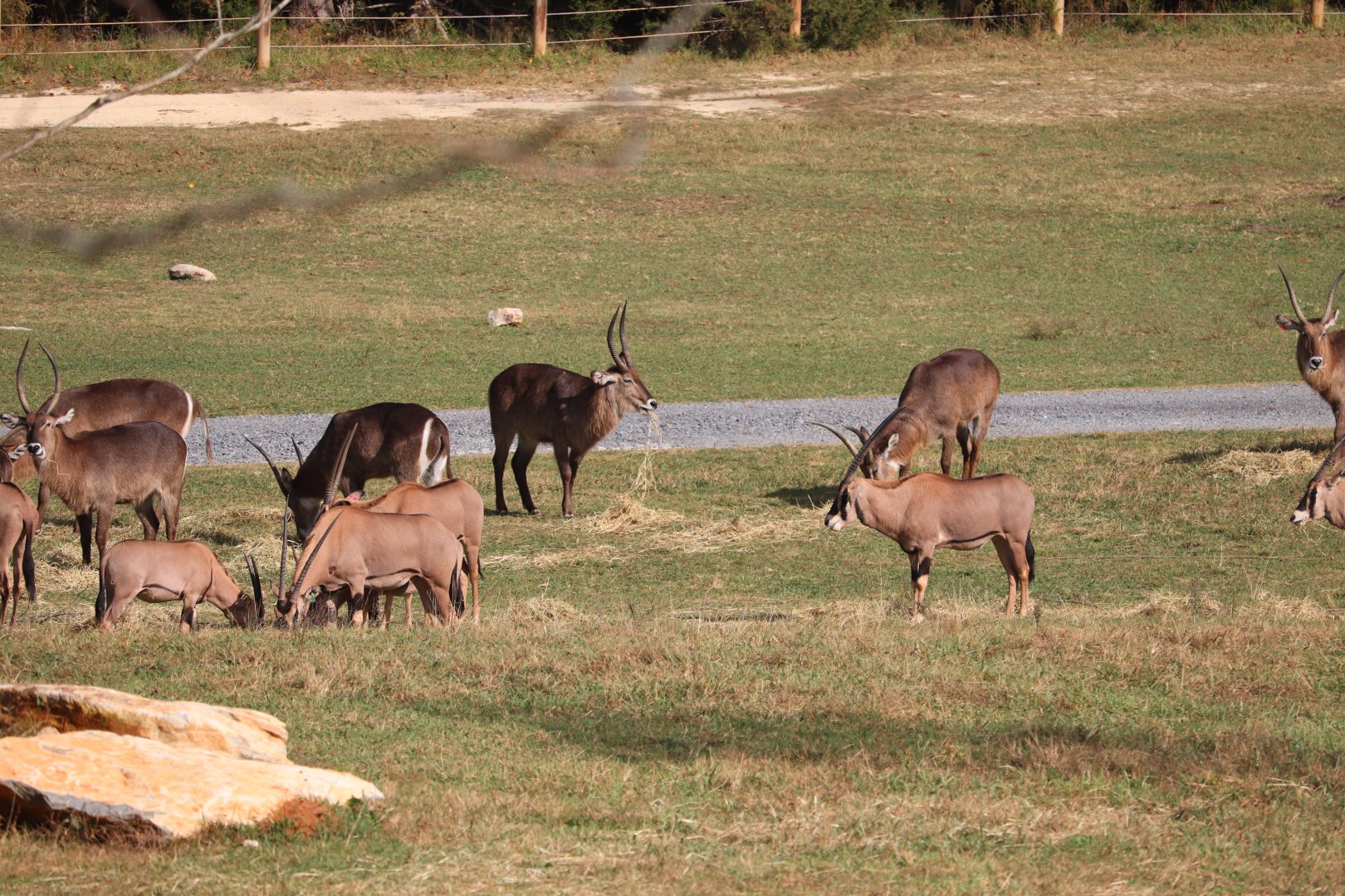 Watani Grasslands - Waterbuck - Fringe-Eared Oryx