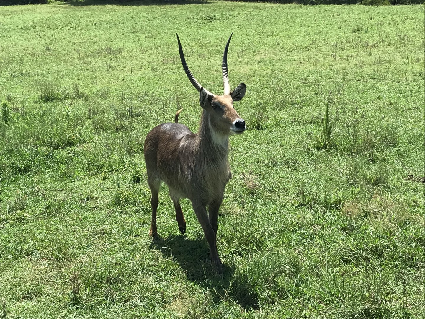 Watani Grasslands - Waterbuck