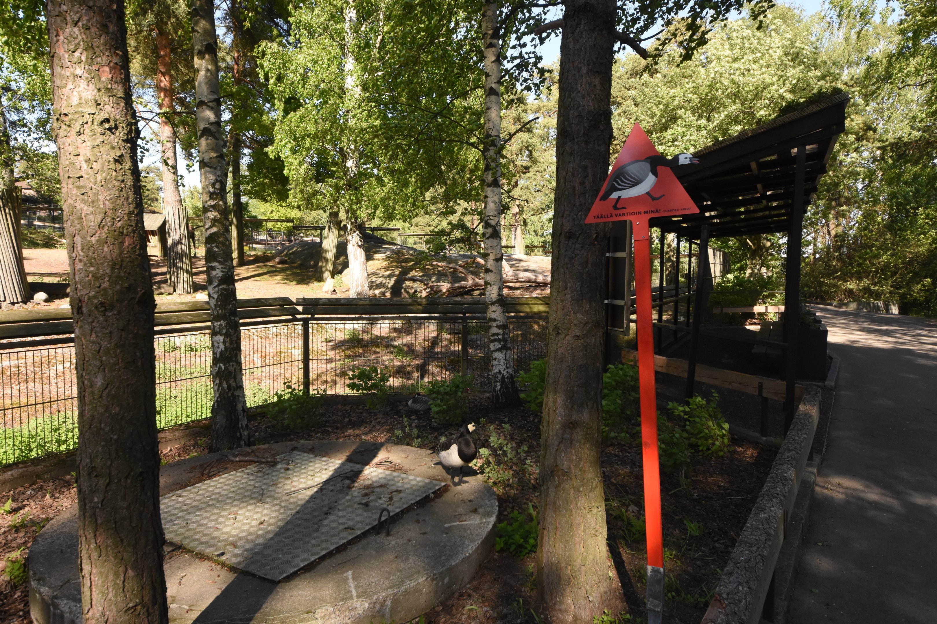 Watch out for barnacle geese