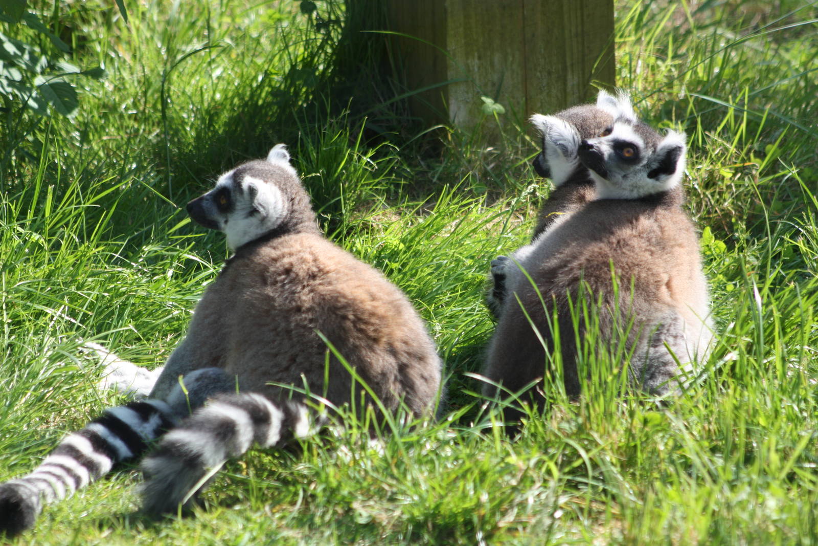 Watching a helicopter, 1st June 2014