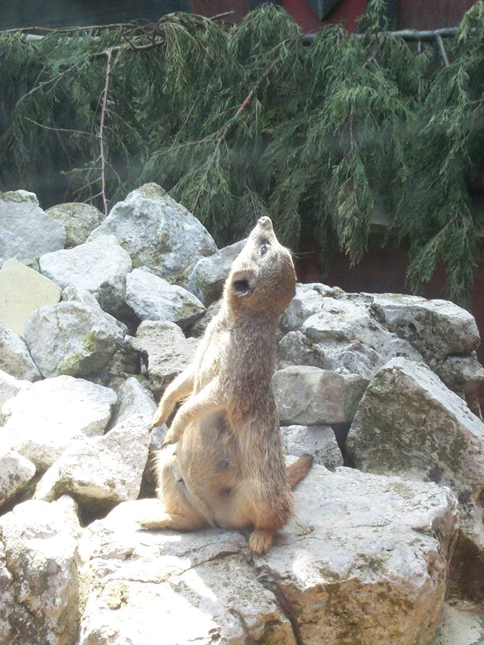 watching a helicopter