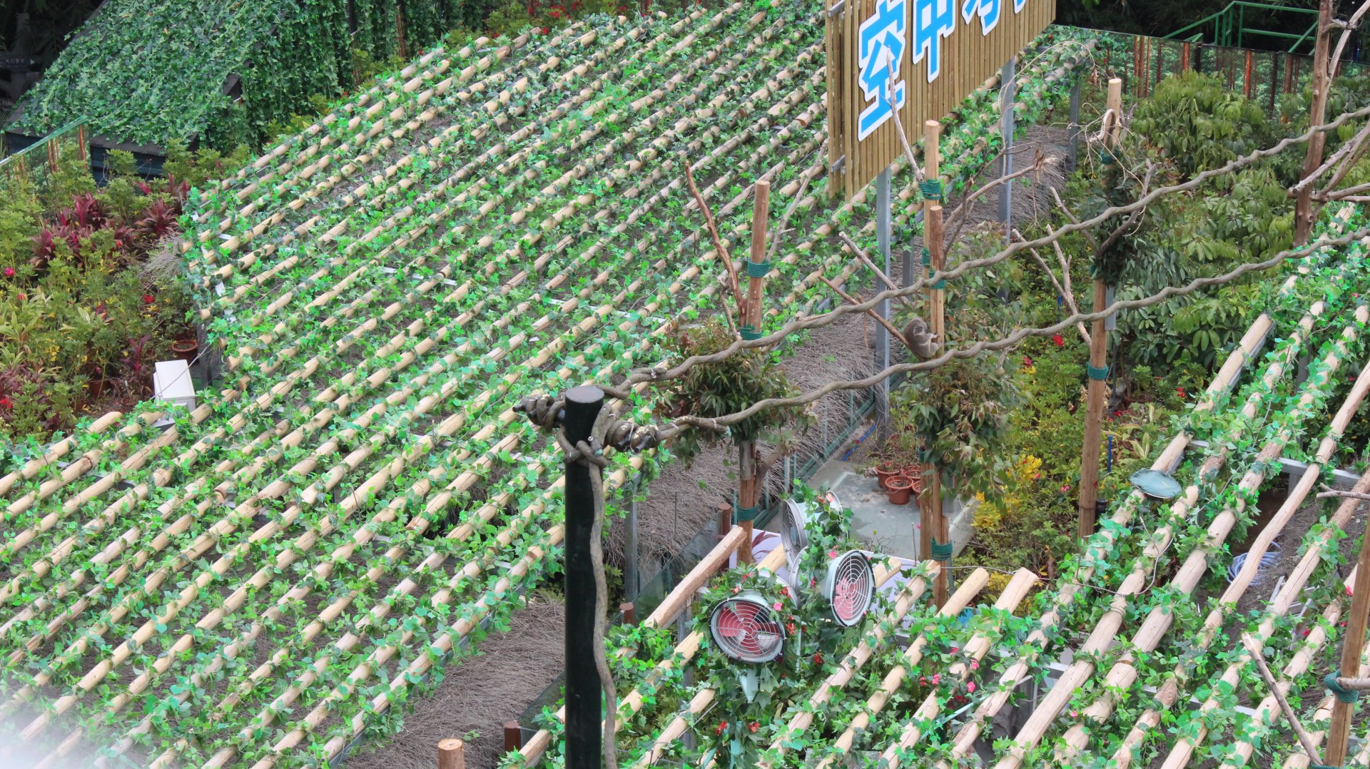 Watching koala up high