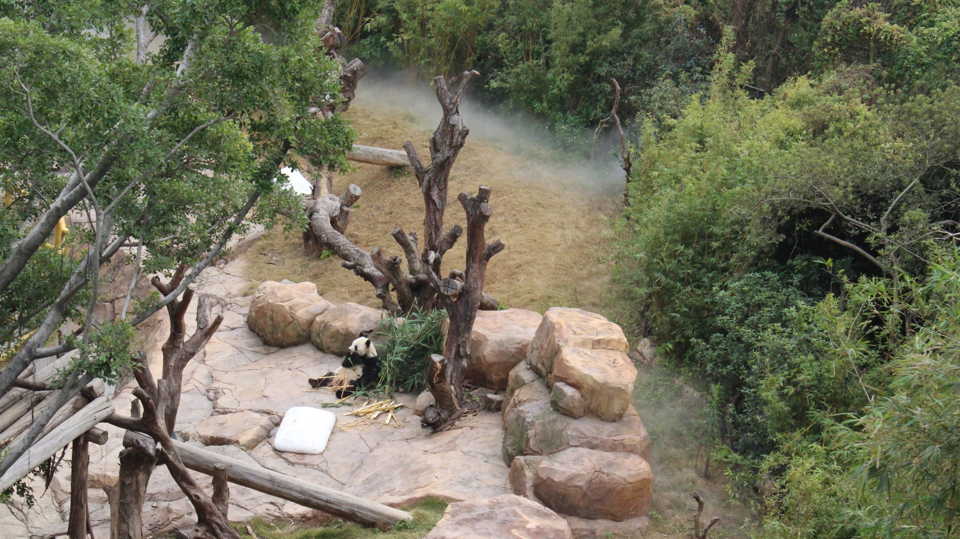 Watching panda up high