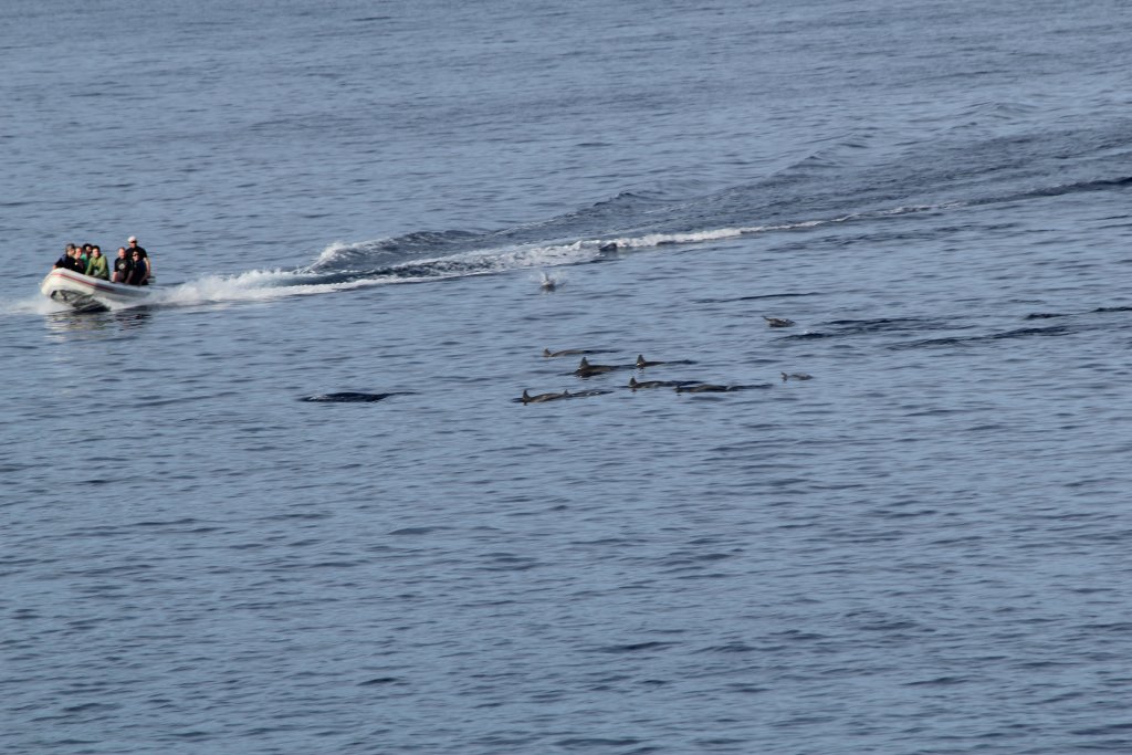 Watching Spinner Dolphin pod