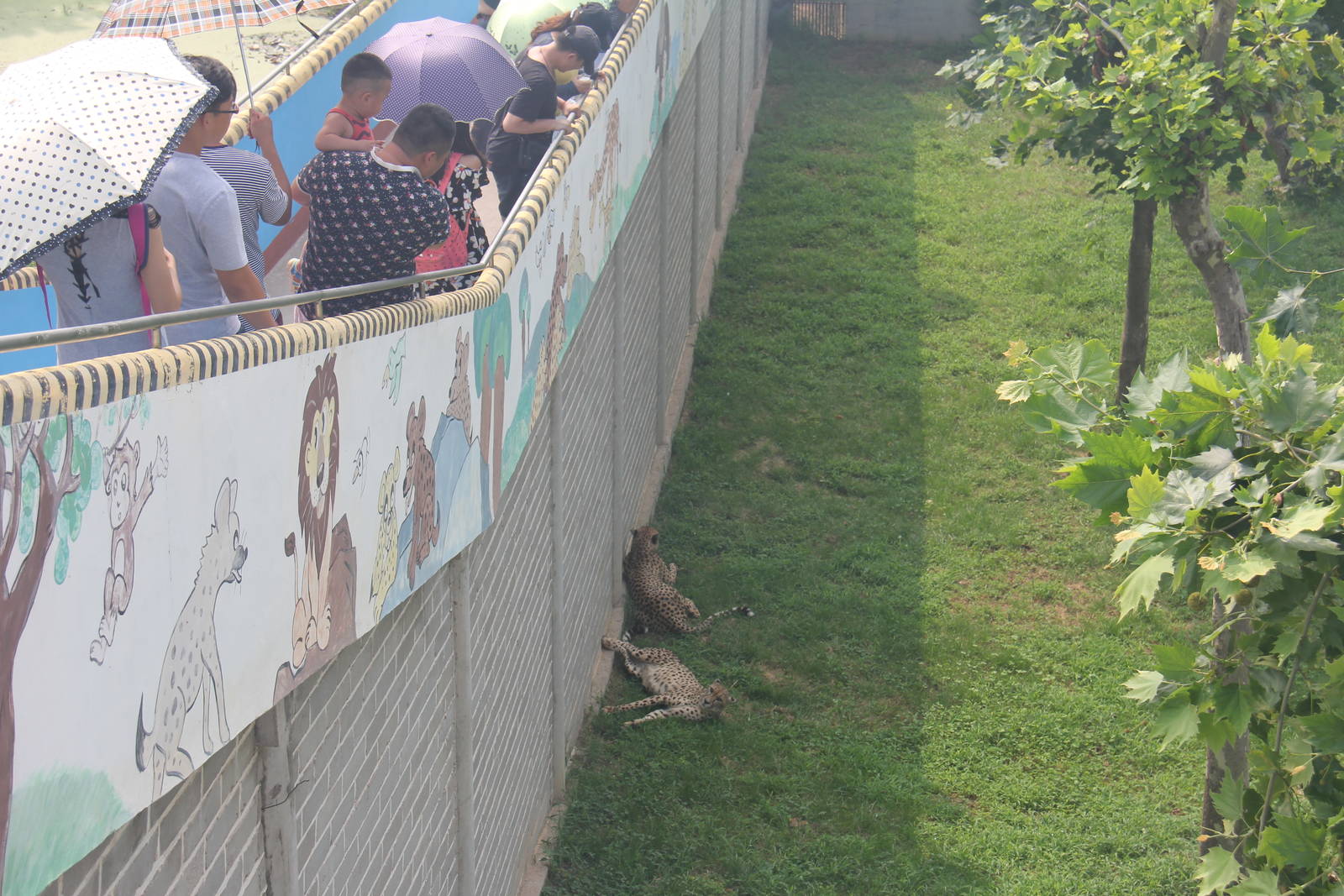 watching the cheetah