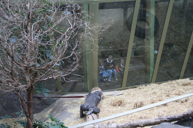 Watching the children