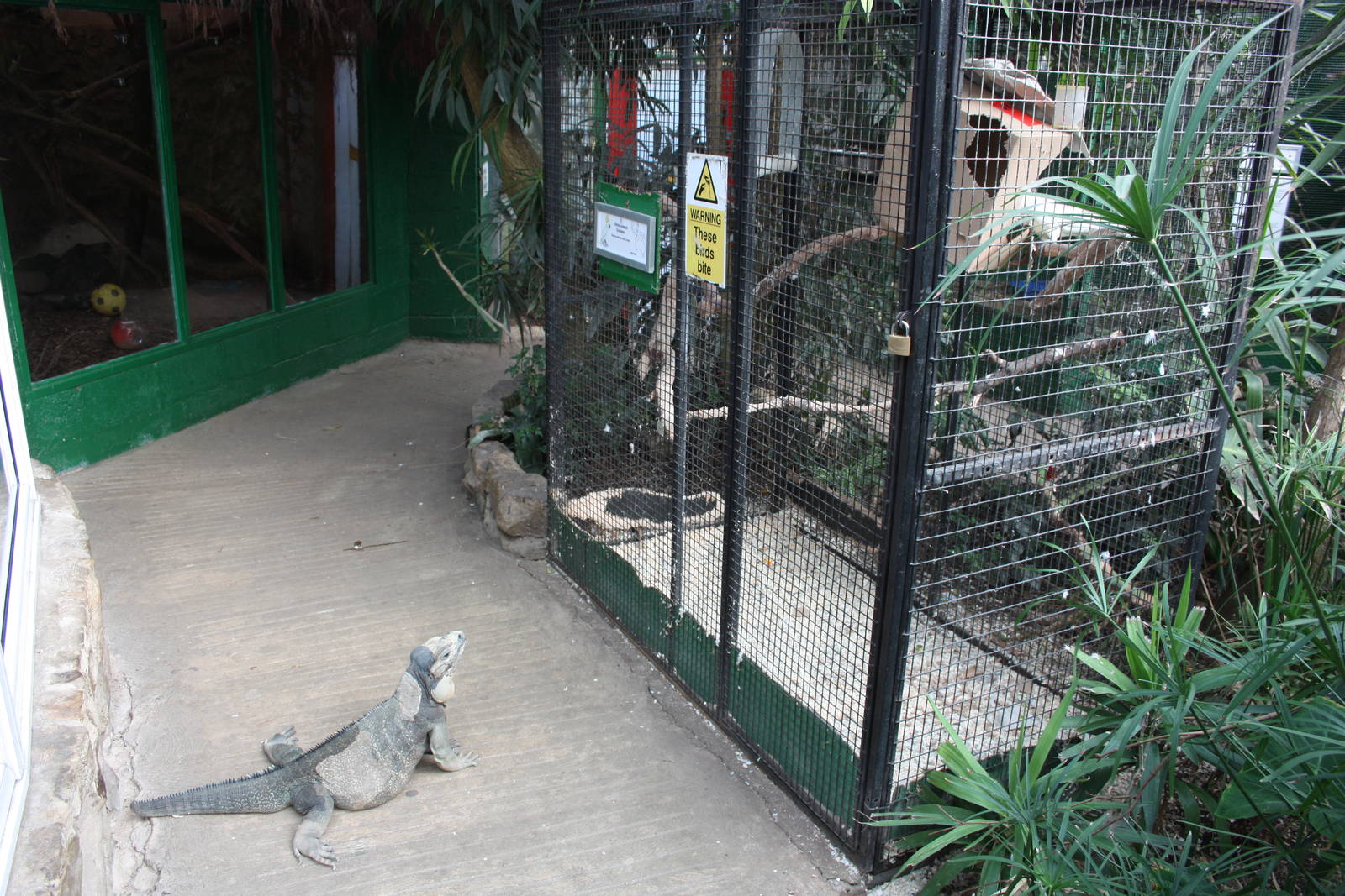 Watching the Citron-crested Cockatoo, 23rd September 2014
