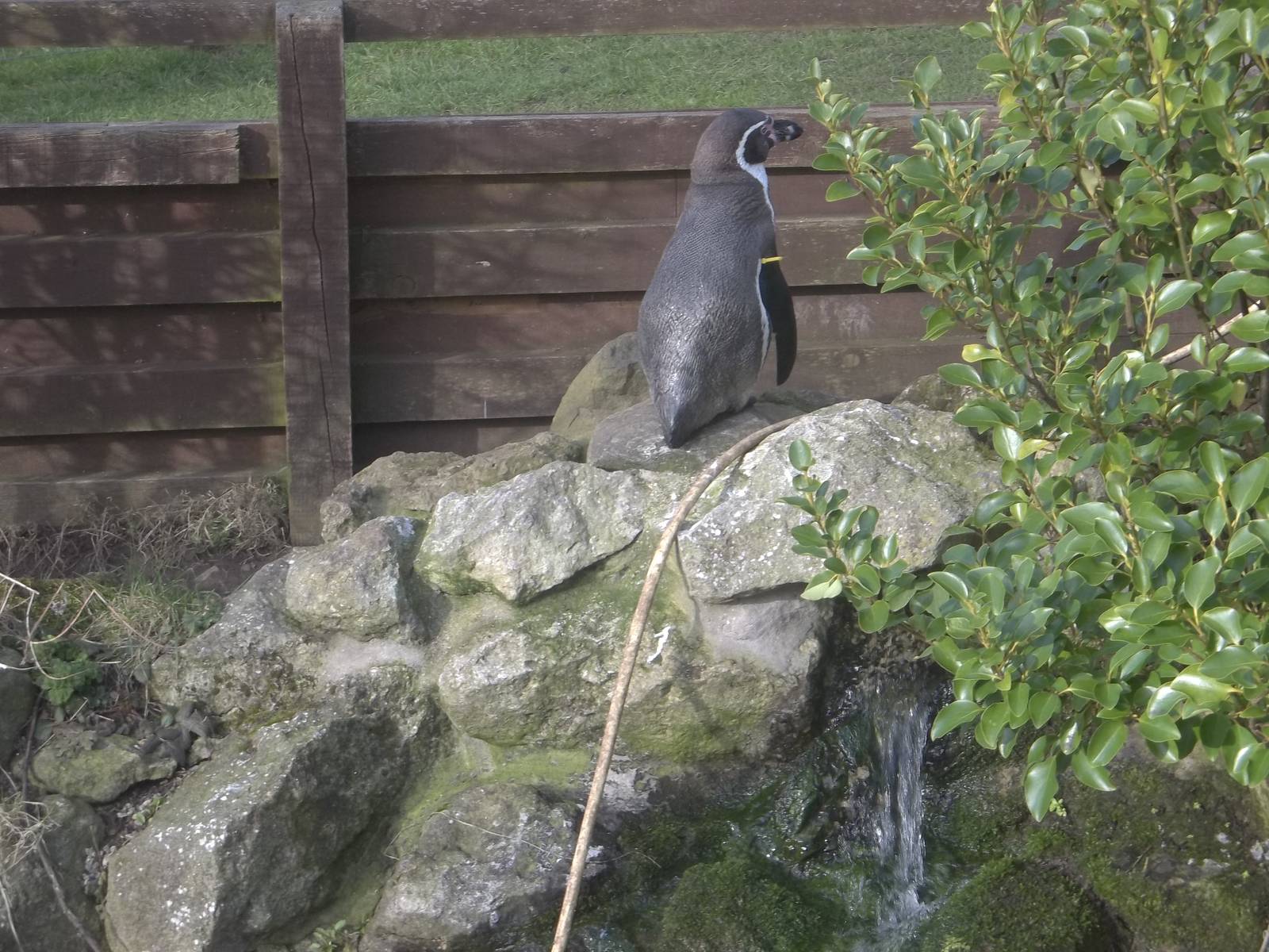 Watching the Hunky Male Animal Feeder, 27th February 2015