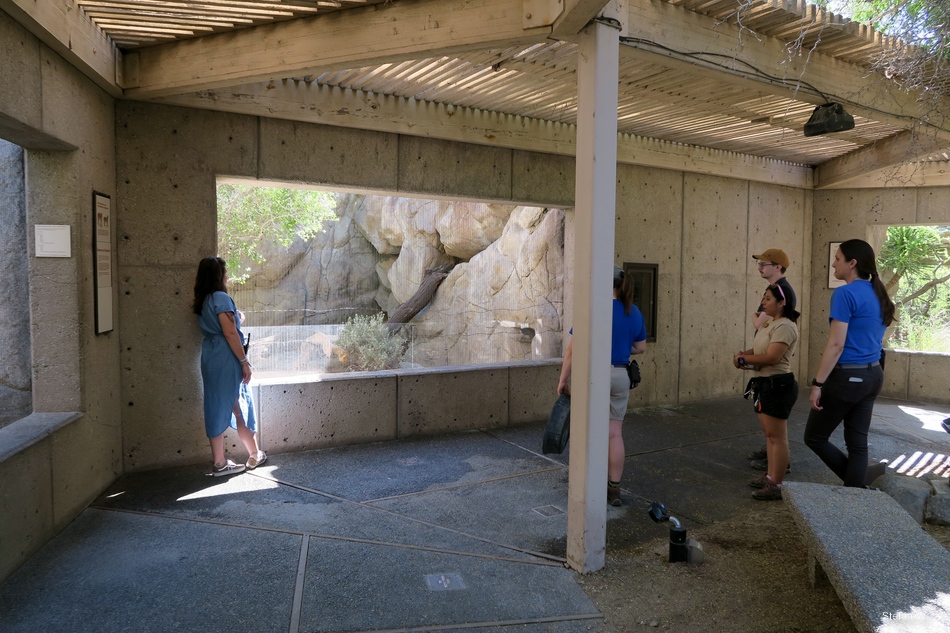 Watching the island fox in its new home