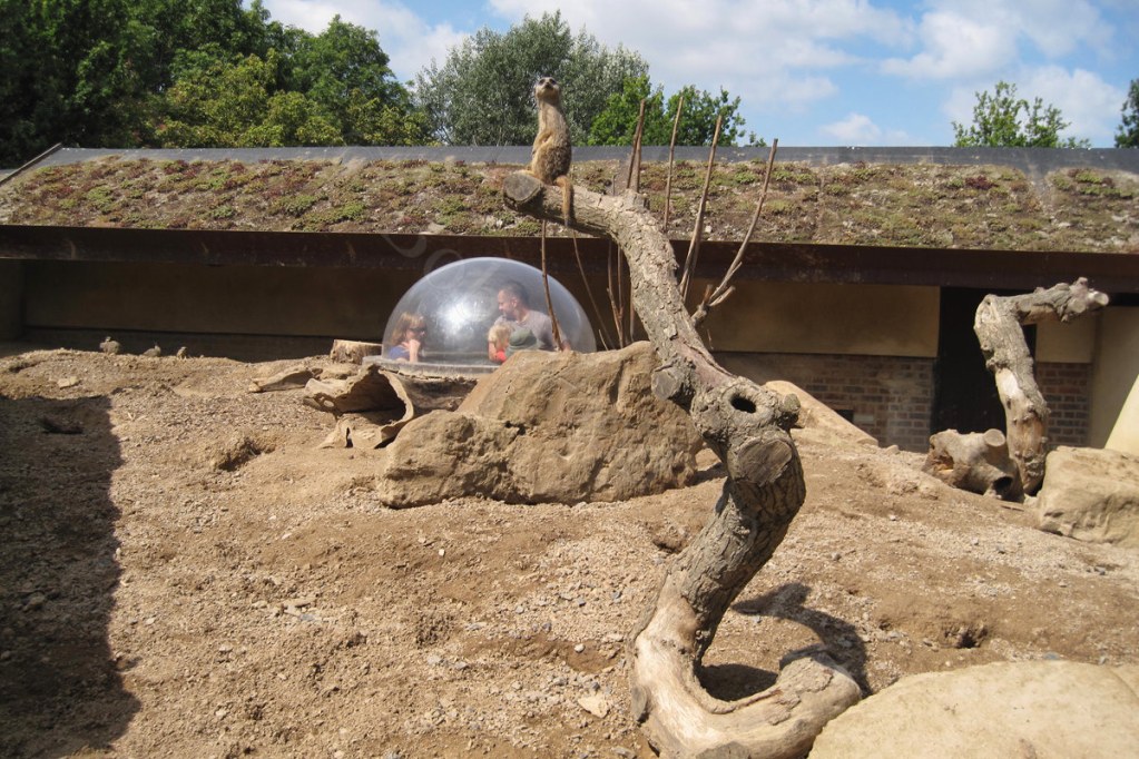 Watching the Meerkats