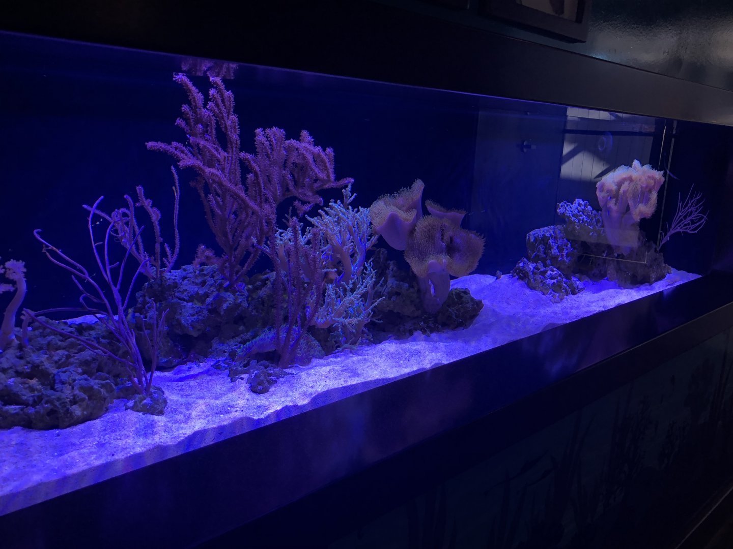 Watchman goby tank