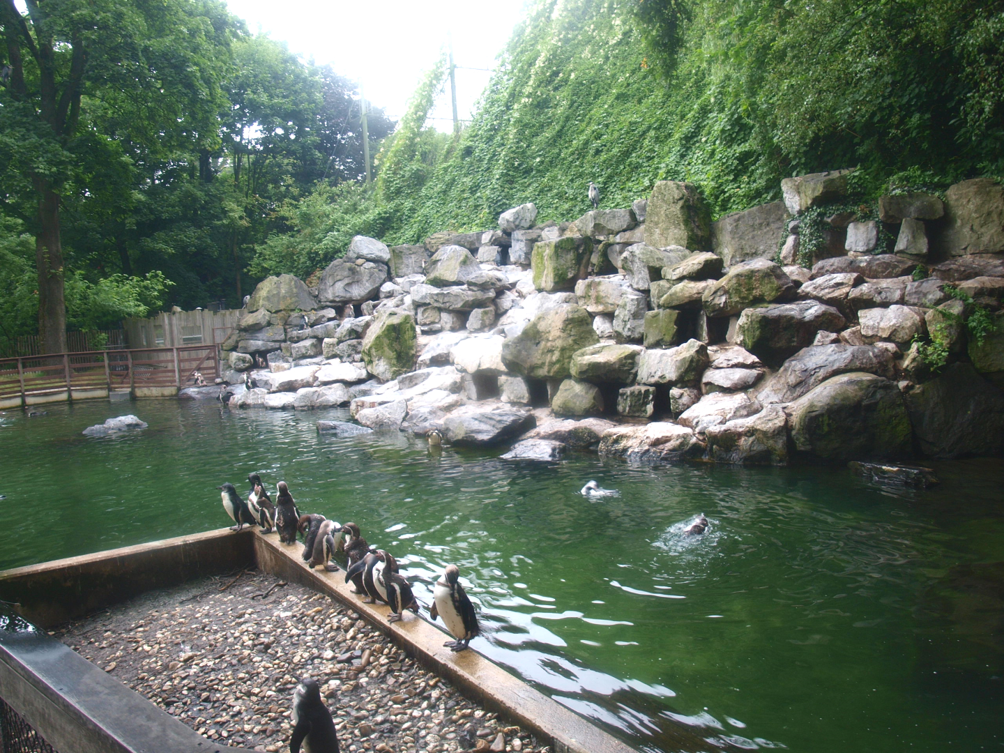 Water and nesting area of temporary Humboldt penguin exhibit, 2015-07-19