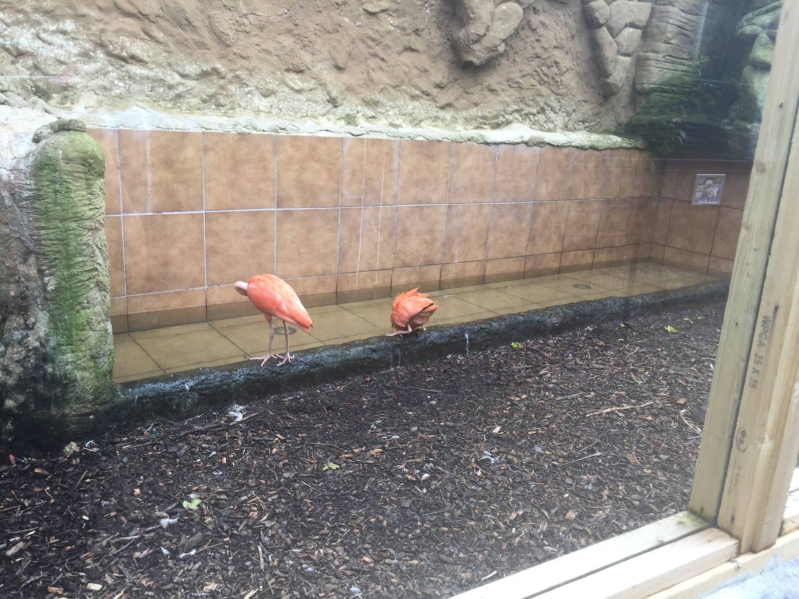 Water area for wading birds - 30/08/15