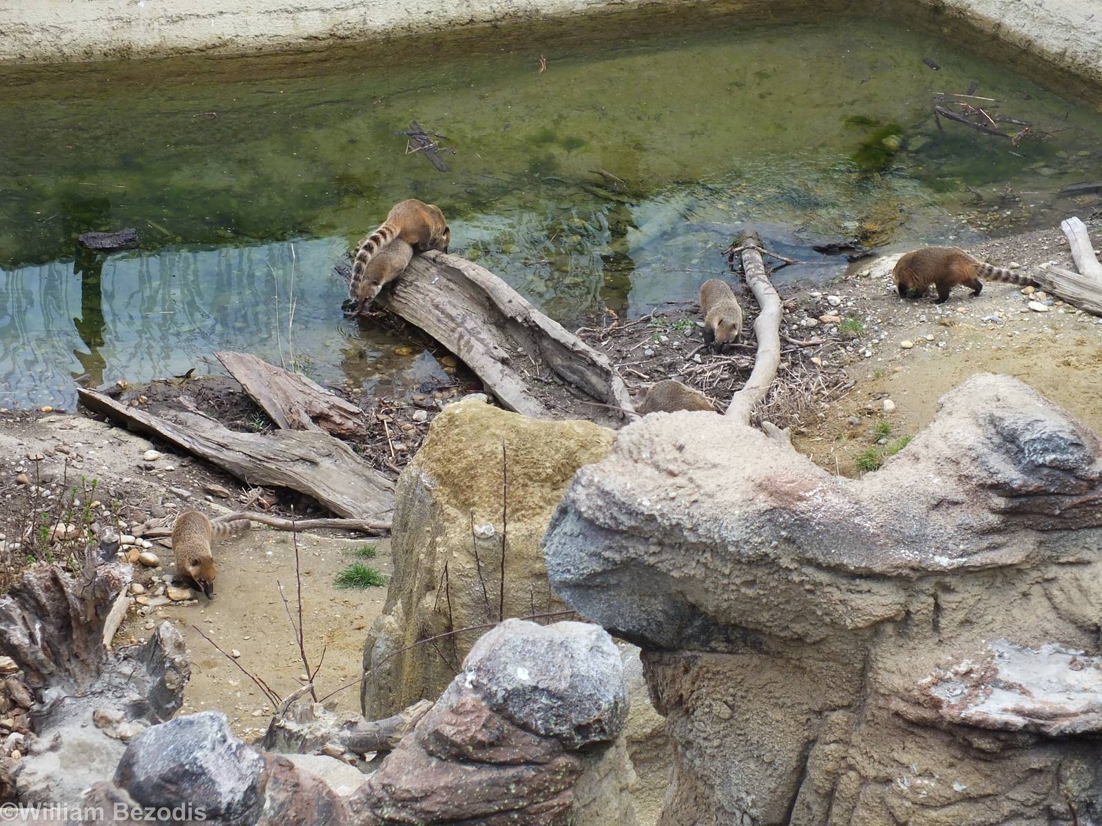 Water area of Coati Enclosure
