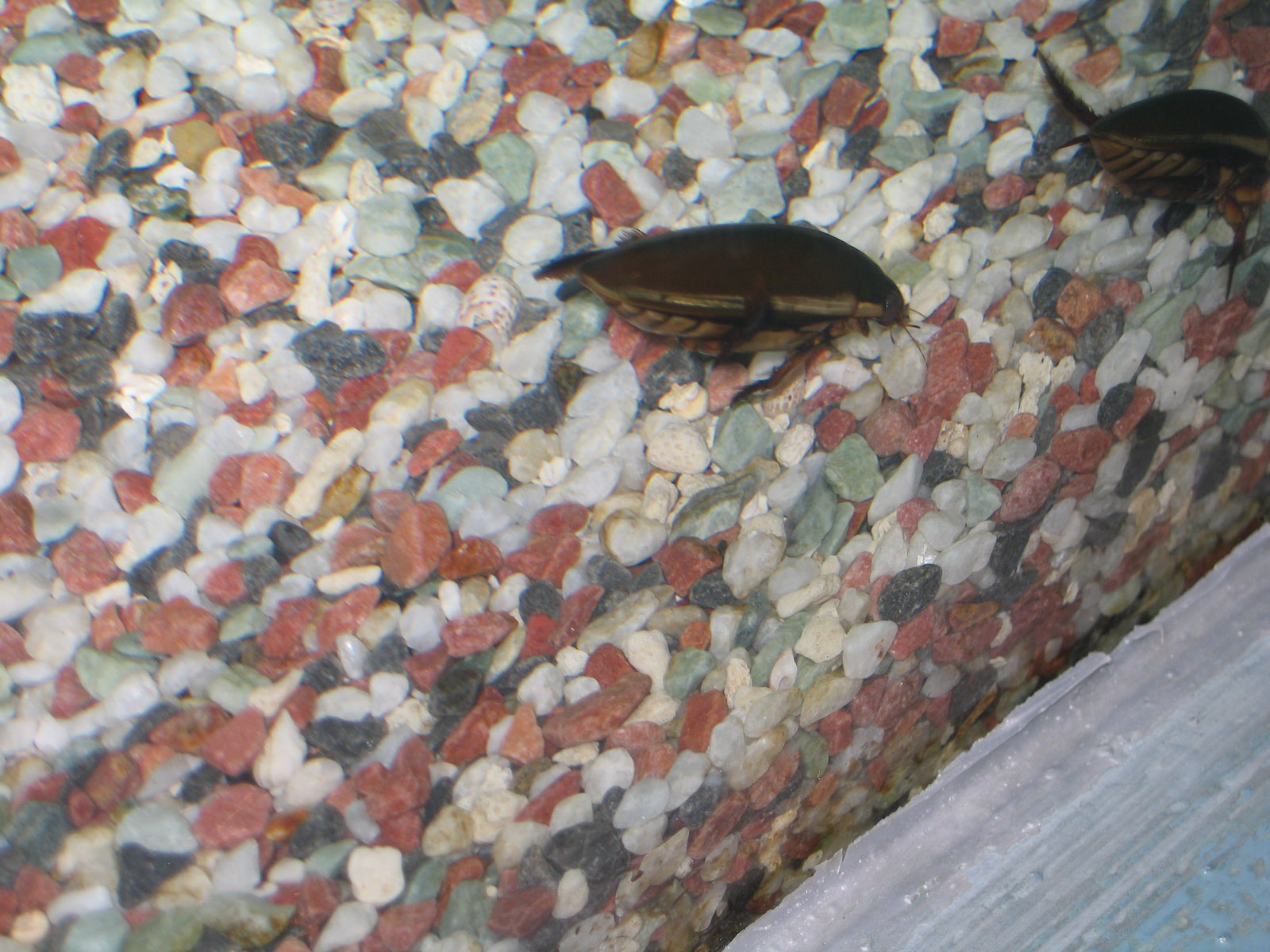 Water Beetle - Apr 2006