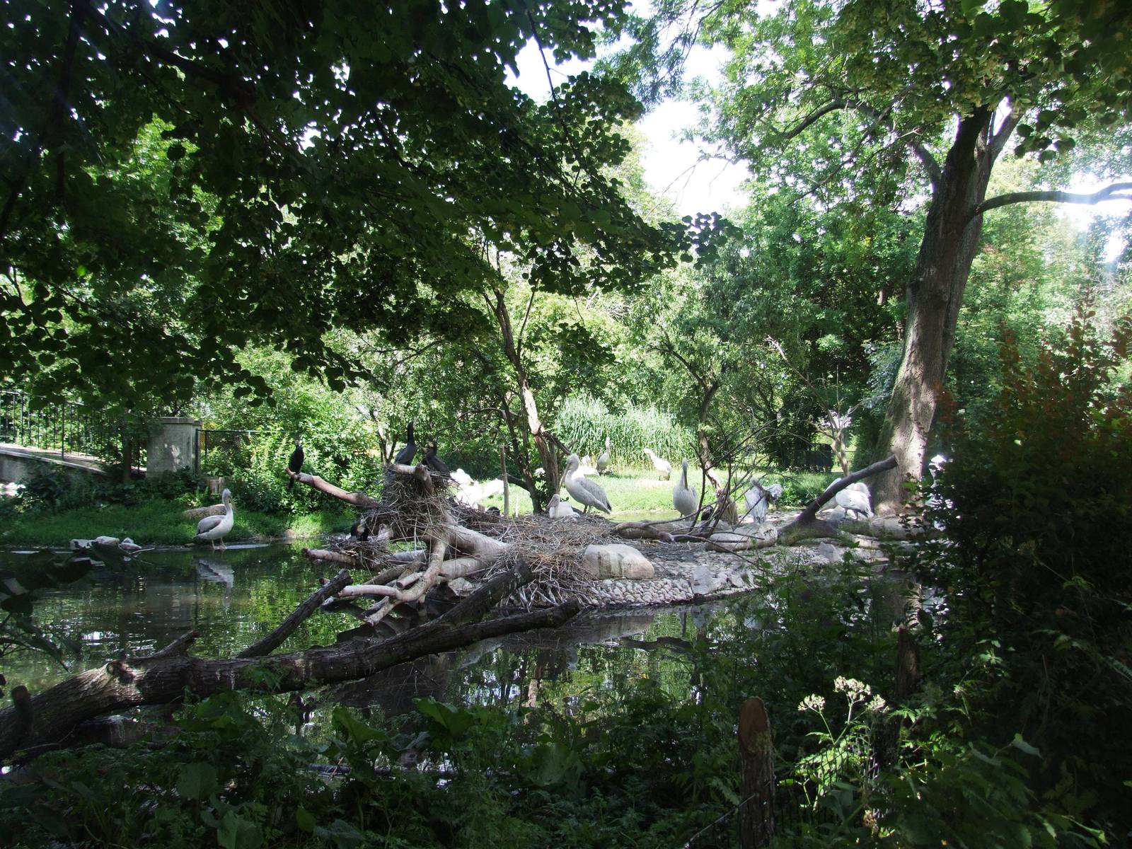 Water Bird Enclosure at Vienna, 14/06/13