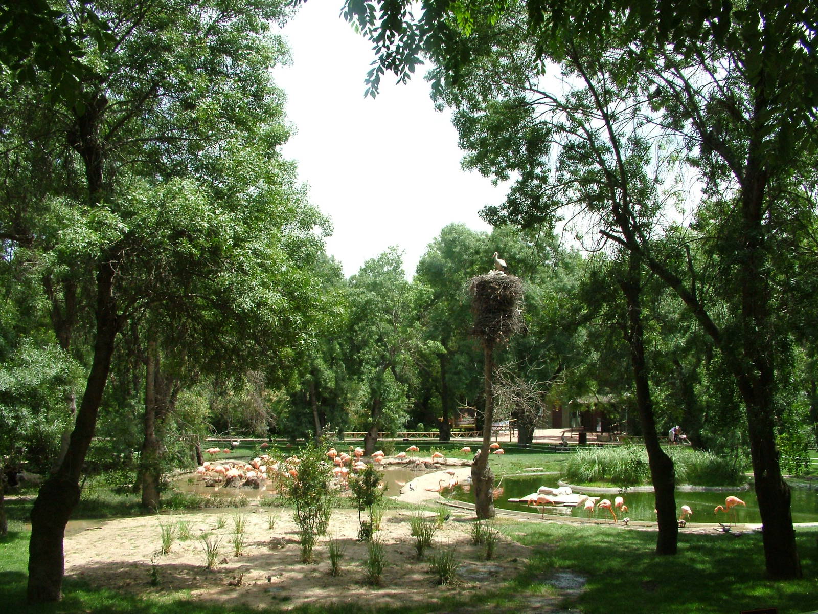 Water Bird Paddock at Madrid Zoo Aquarium, 26/05/11