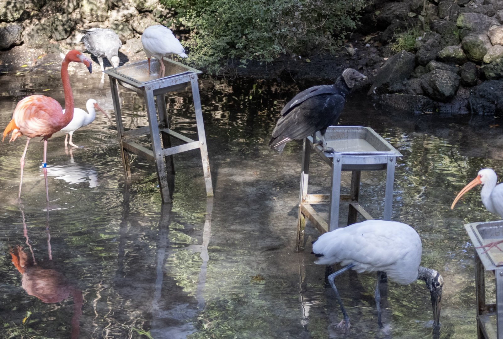Water Birds and Black Vulture