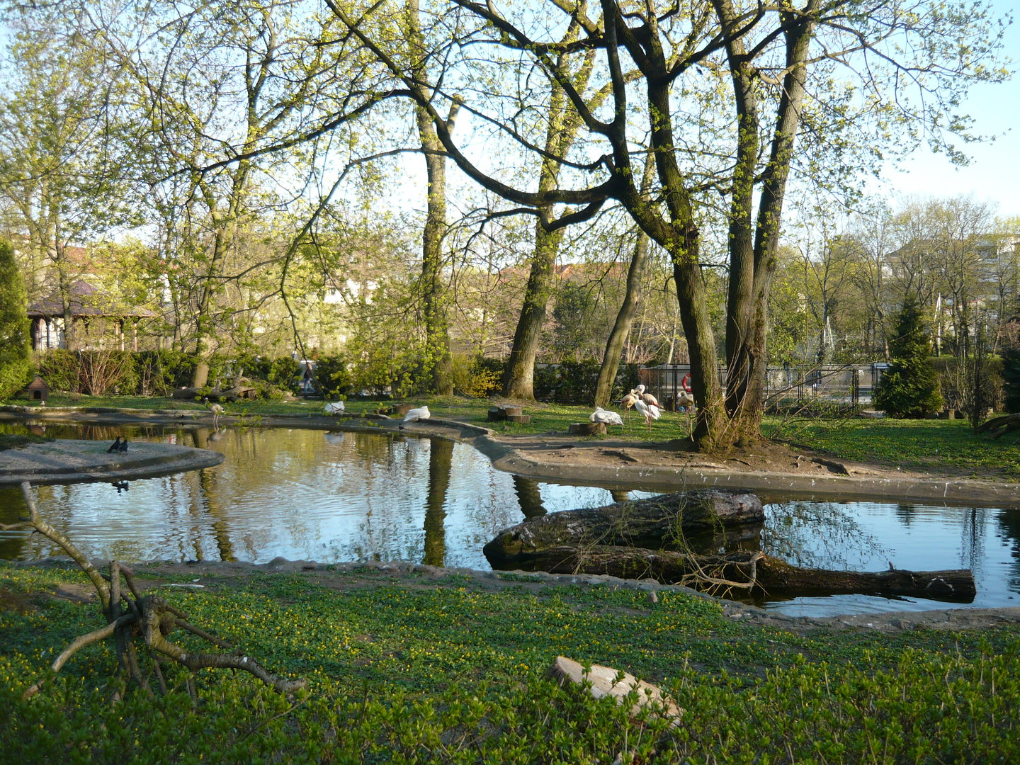 Water birds exhibit (flamingos, pelicans, waterfowl, cranes)