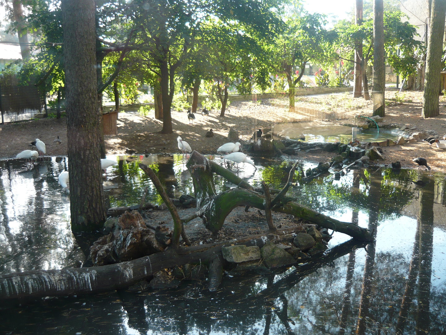 Water birds exhibit (spoonbills, waterfowl, cranes)