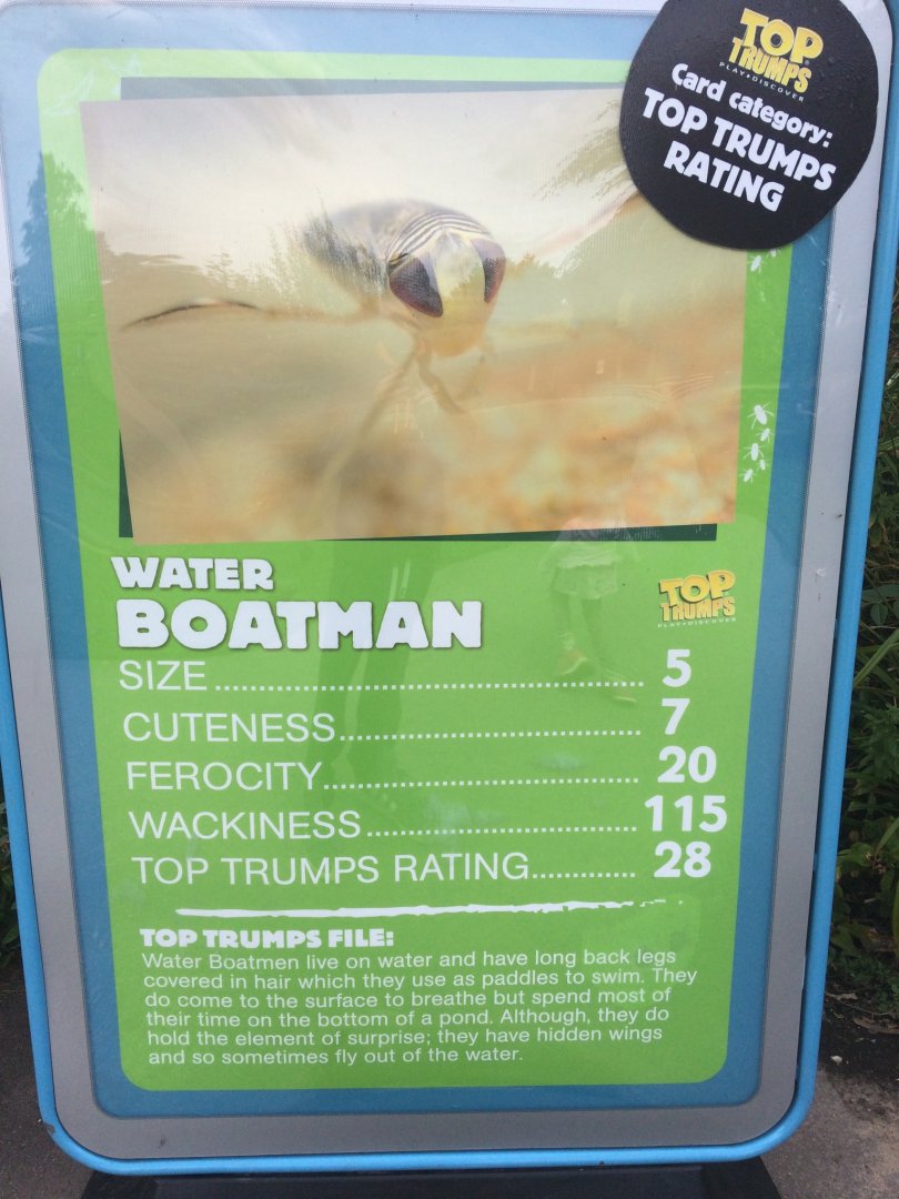 Water Boatman Top Trump