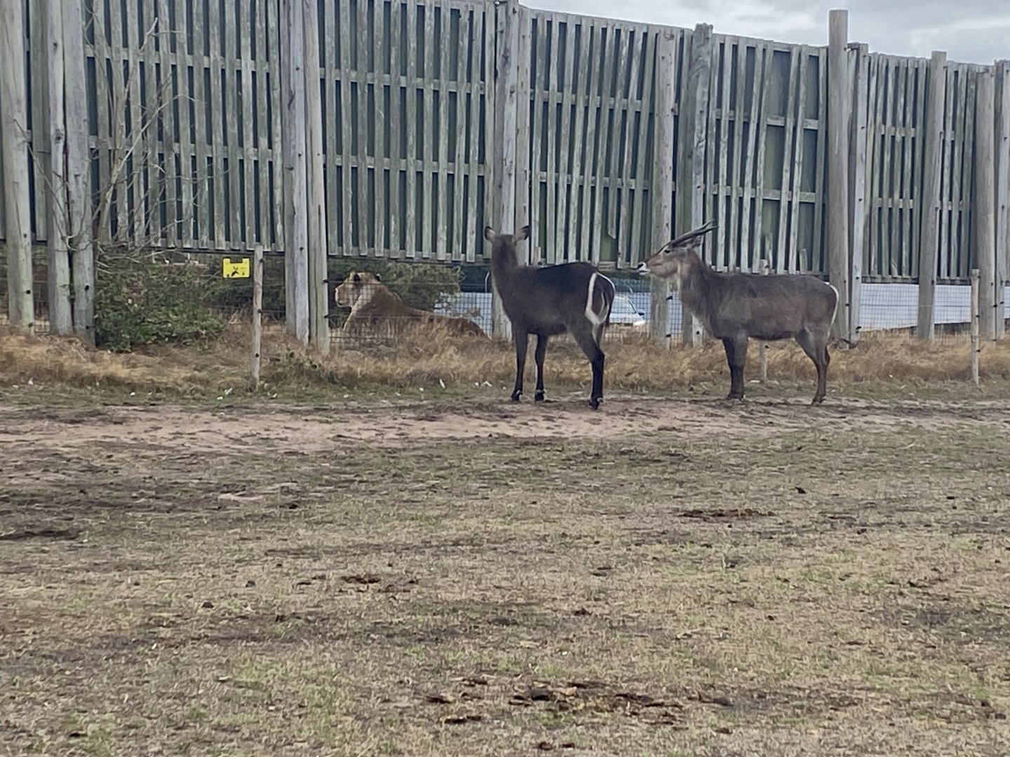 Water bucks and a lioness