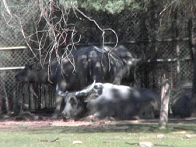 Water Buffalo (2004)