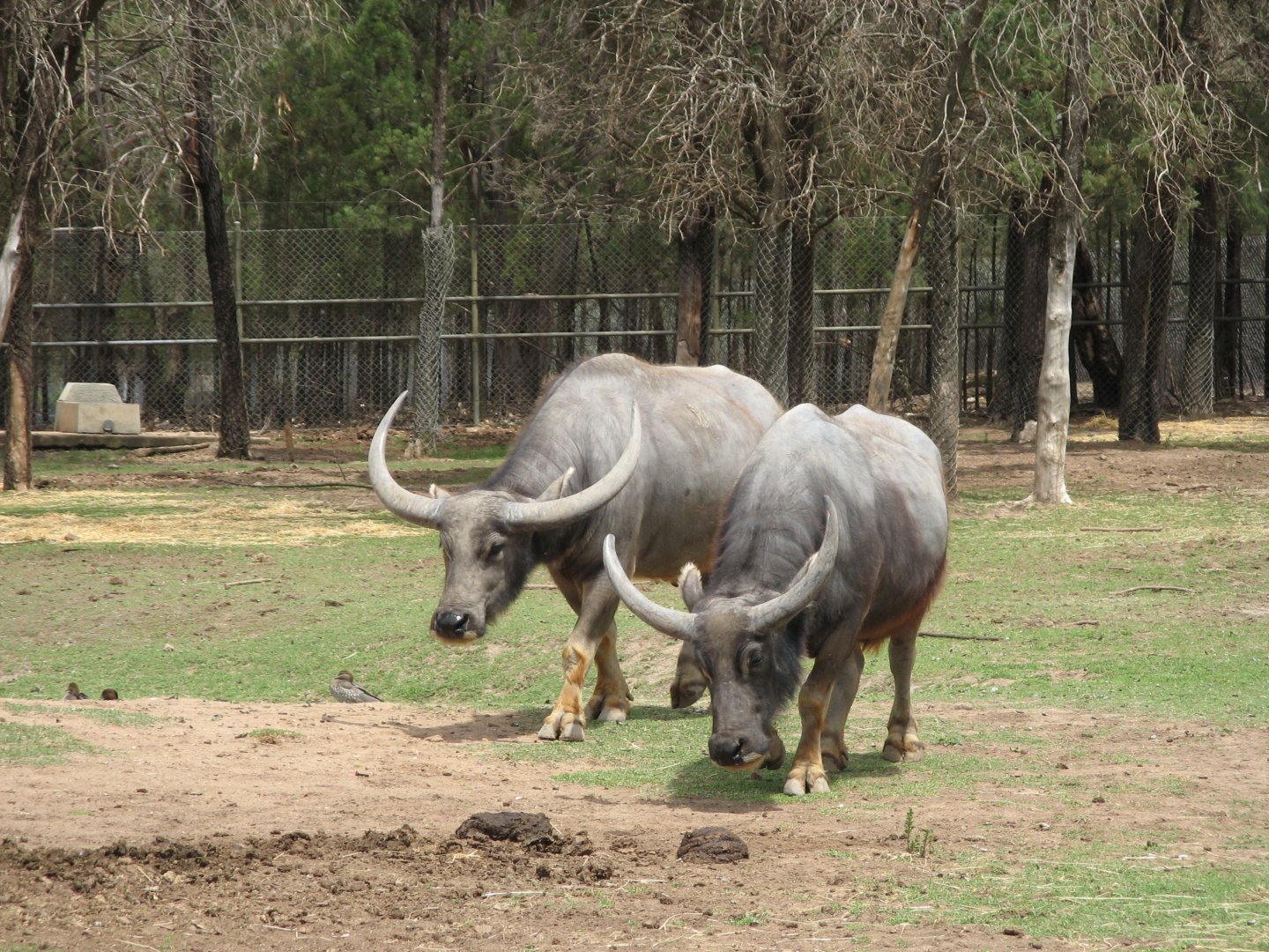 Water Buffalo (2009)