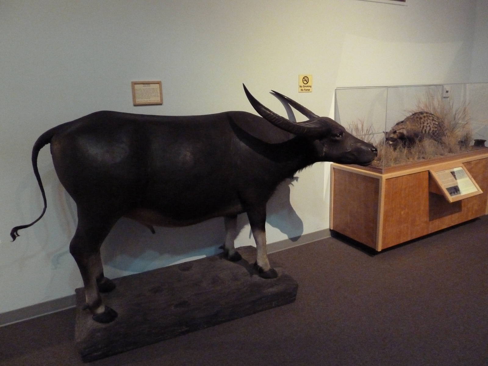 Water Buffalo + African Civet