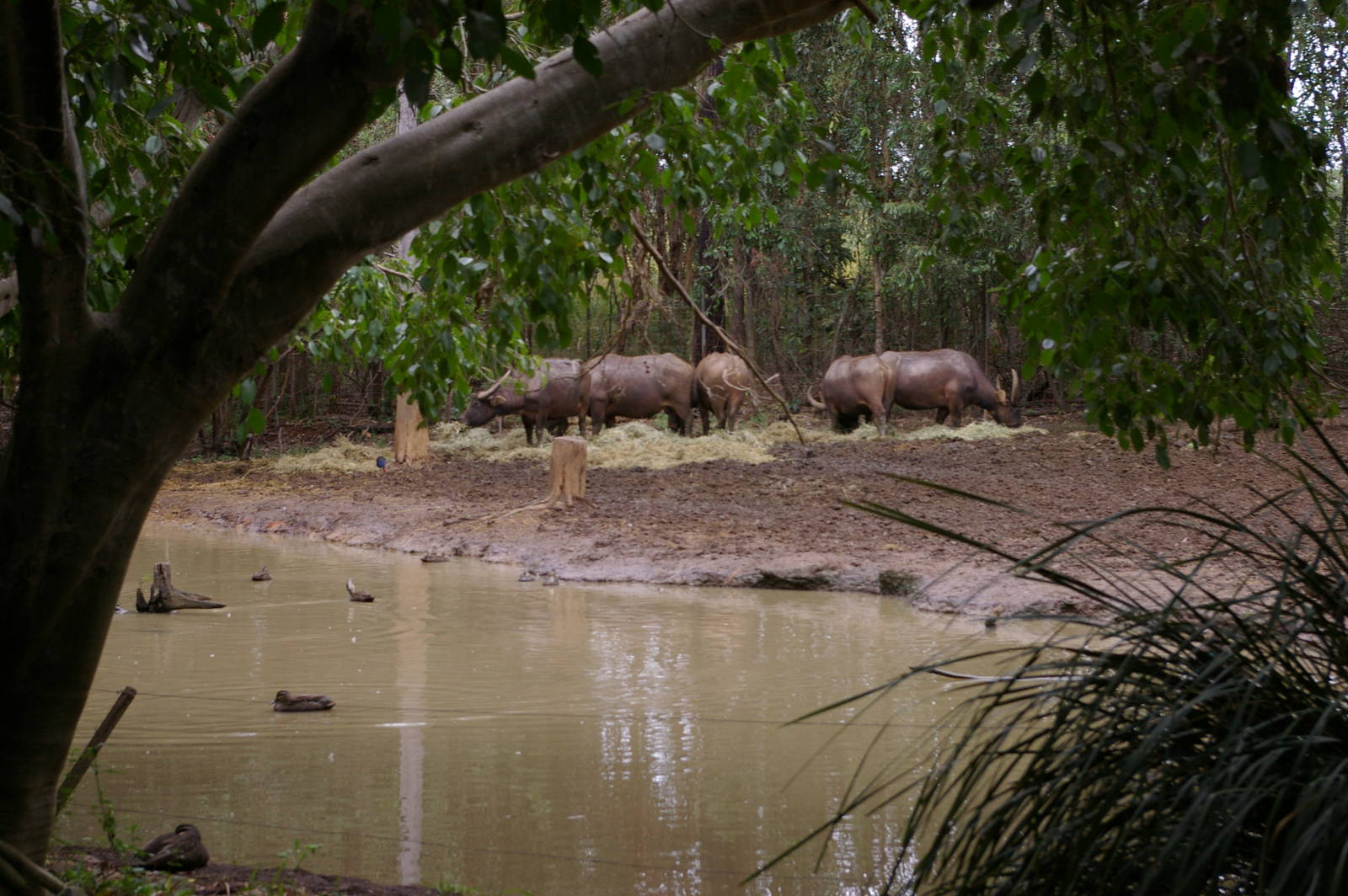 water buffalo, Alma Park Zoo