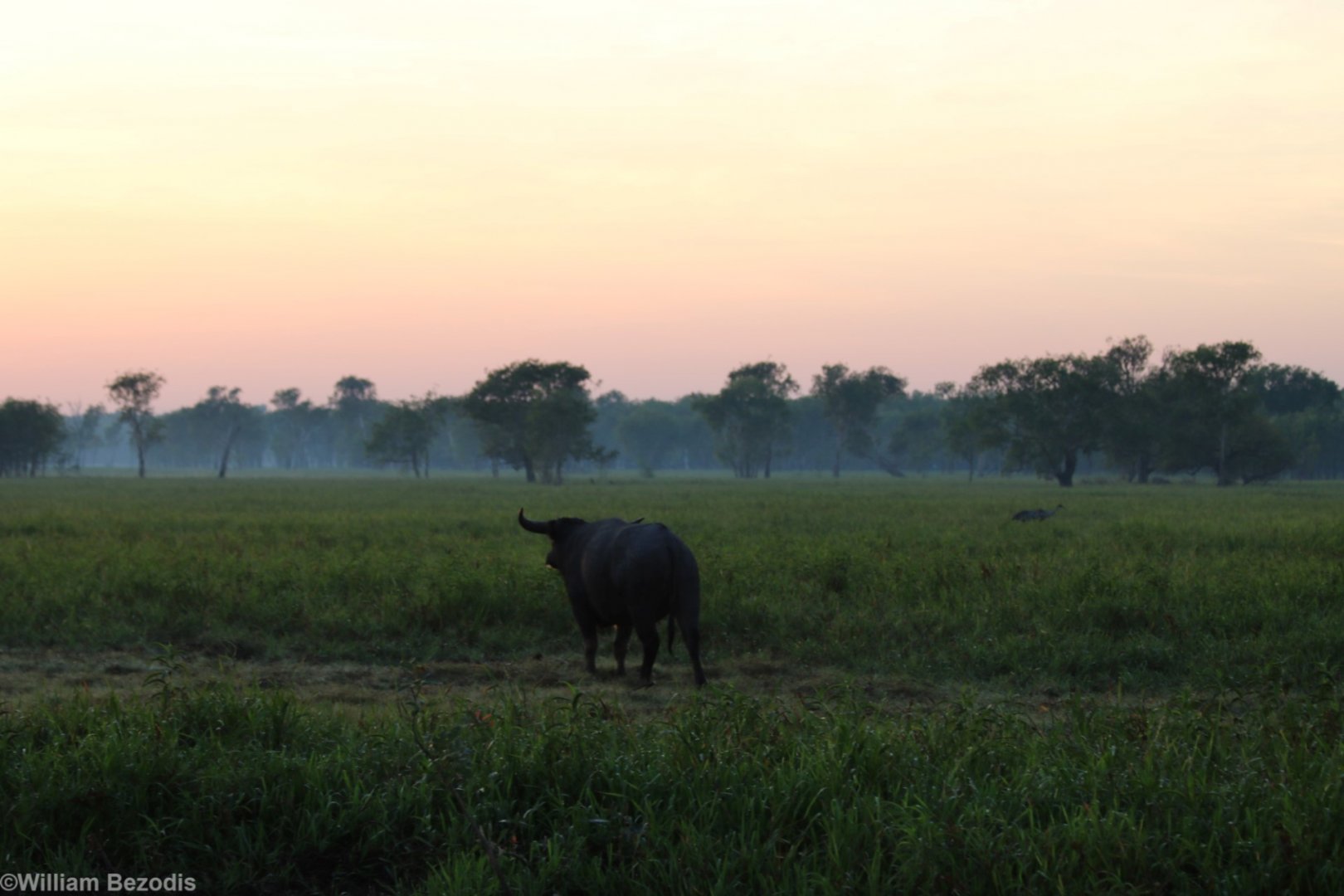 Water Buffalo and Brolga at Sunrise - Kakadu