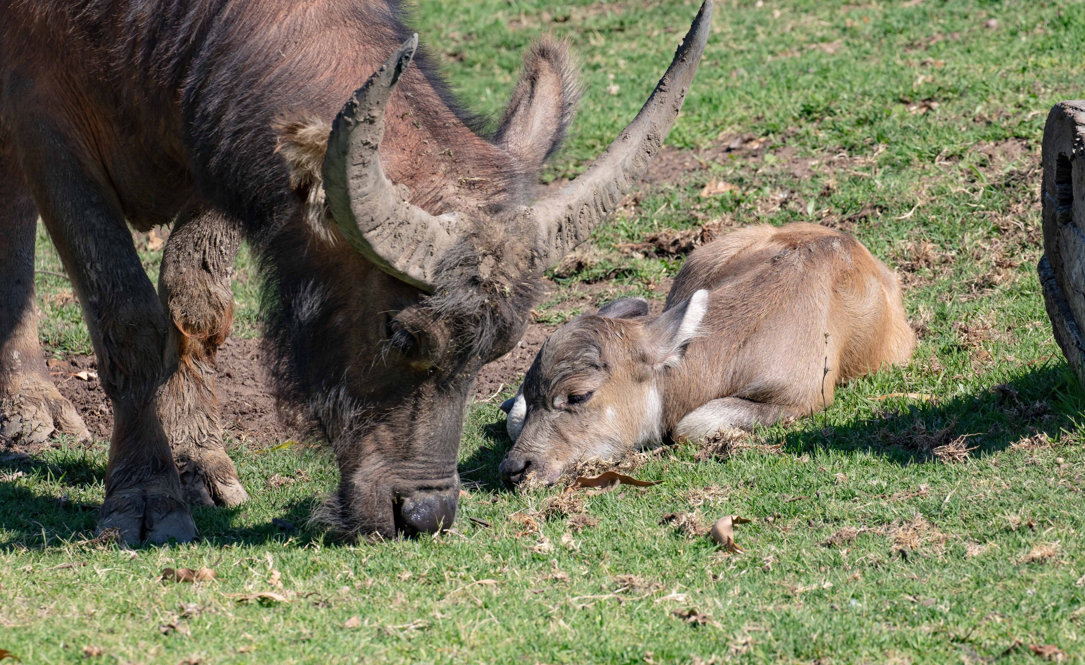 Water Buffalo and calf