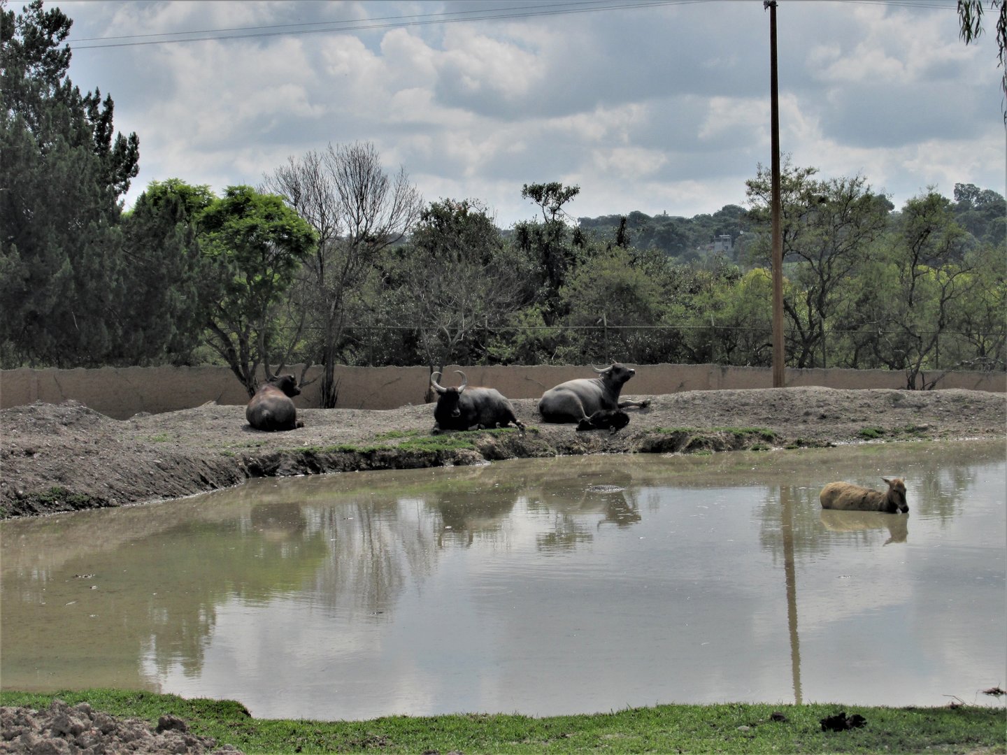 water buffalo and pere david´s deer at africam safari