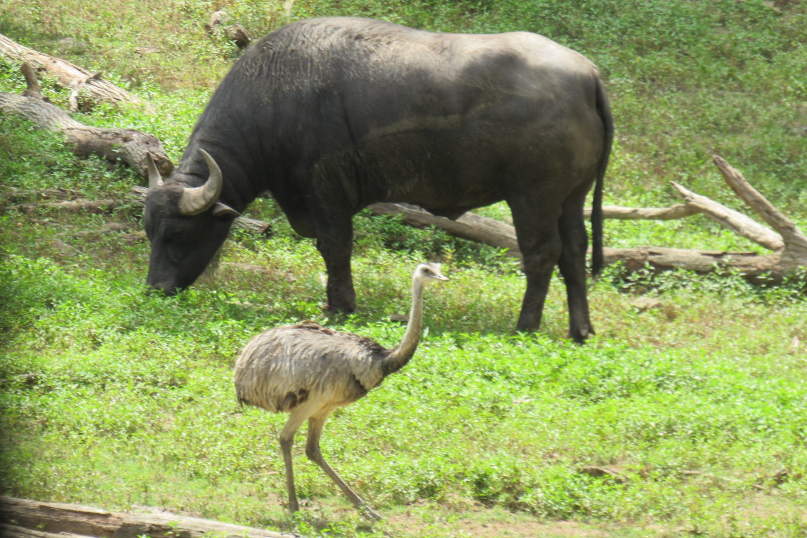 water buffalo and rhea
