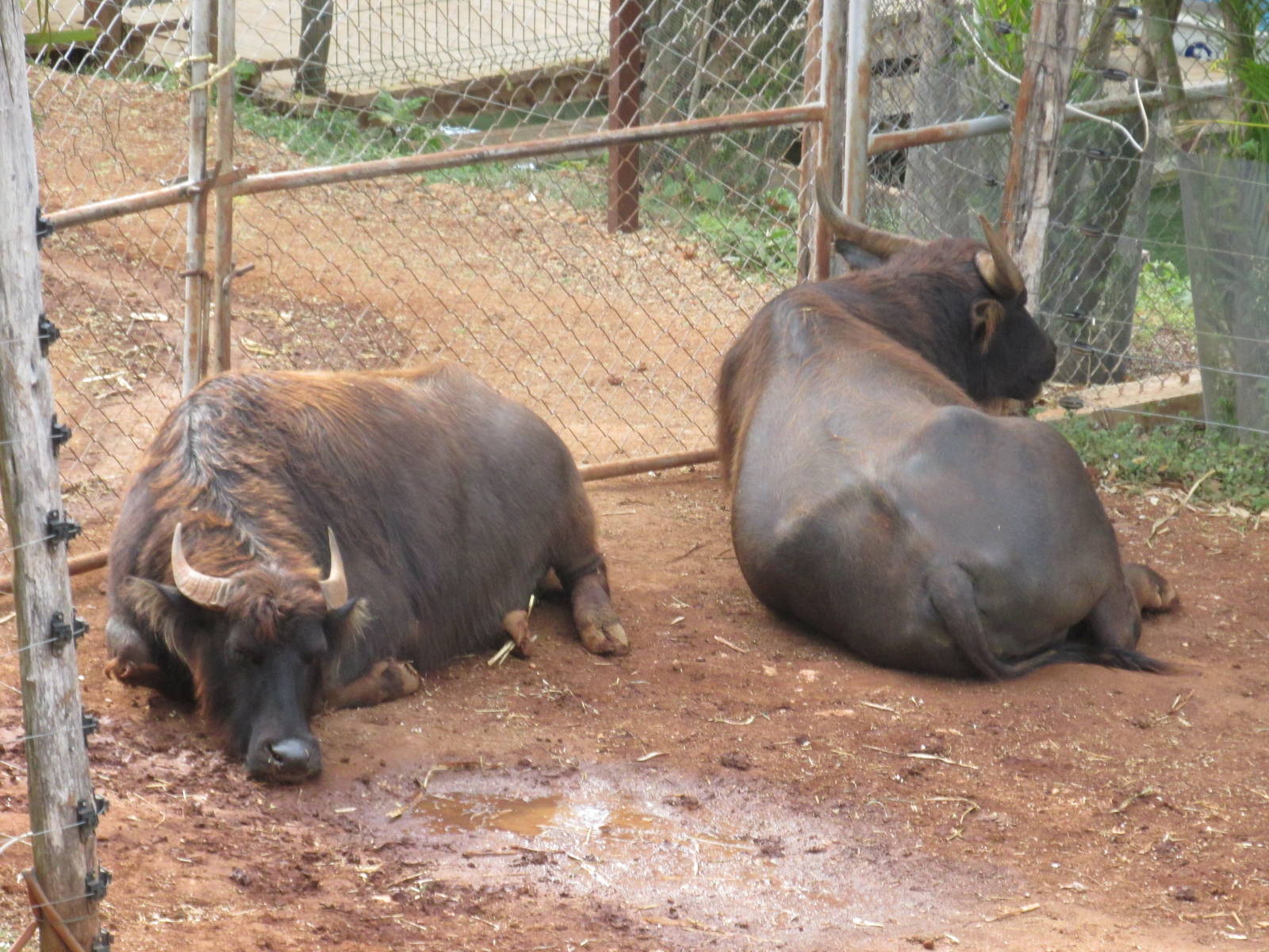water buffalo animaya