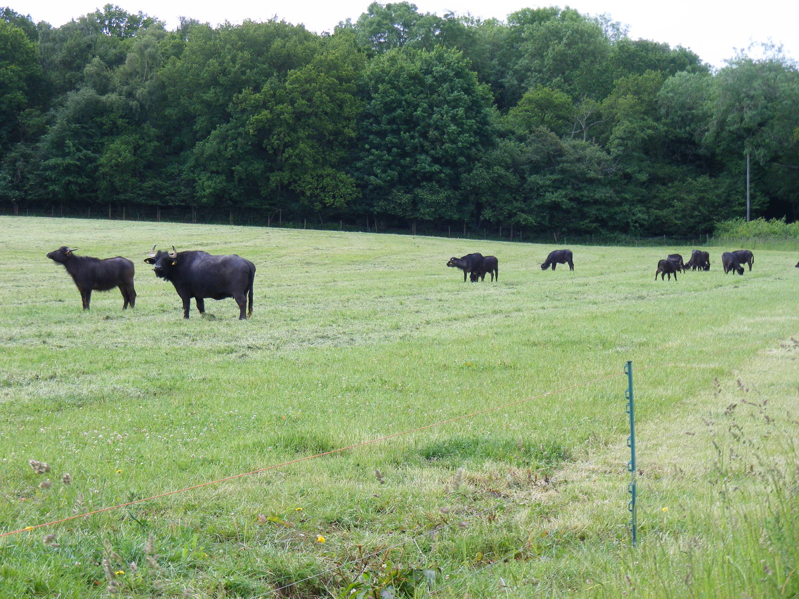 Water buffalo at Laverstoke Park Farm, 7 June 2009