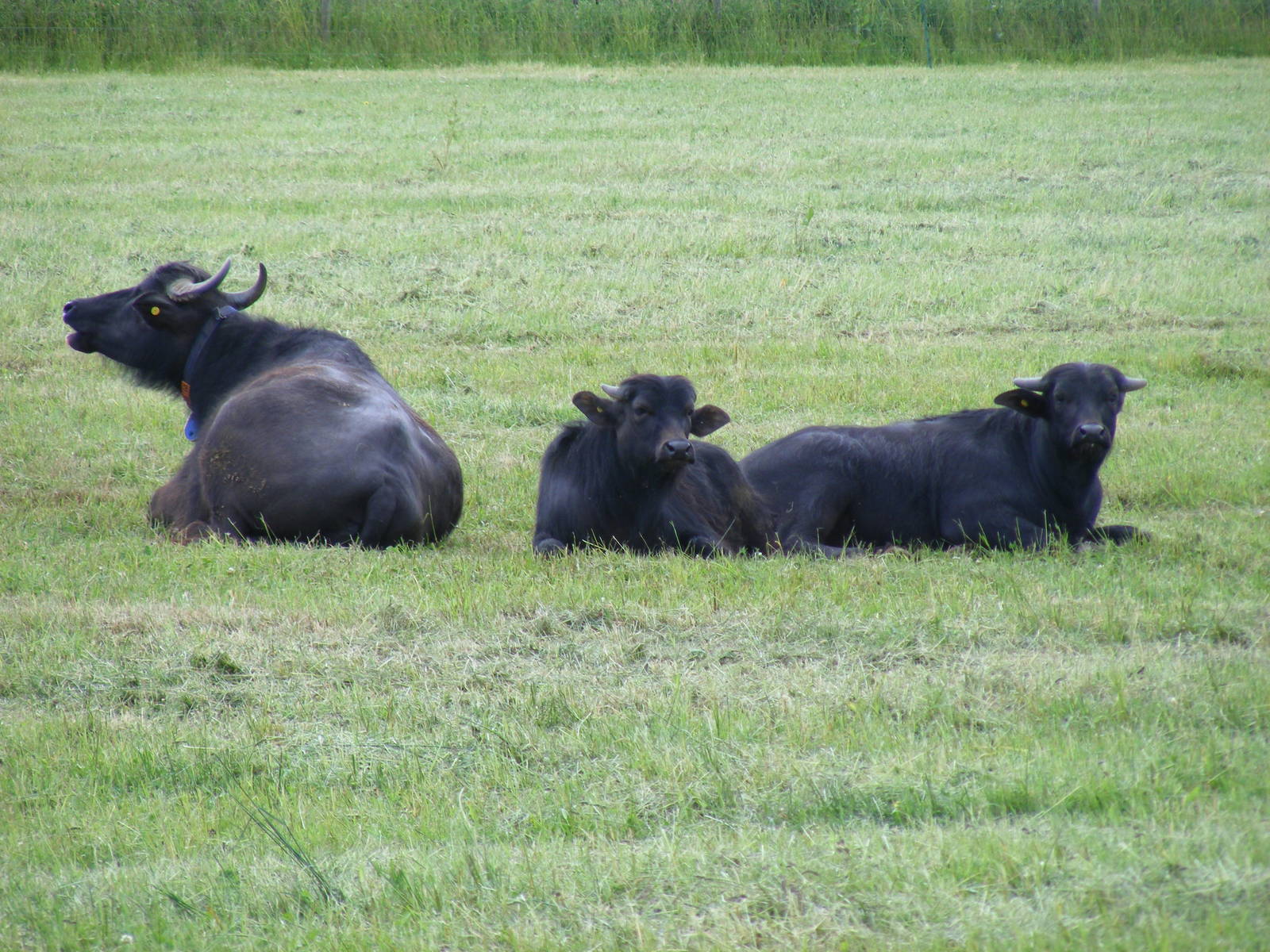 Water buffalo at Laverstoke Park Farm, 7 June 2009