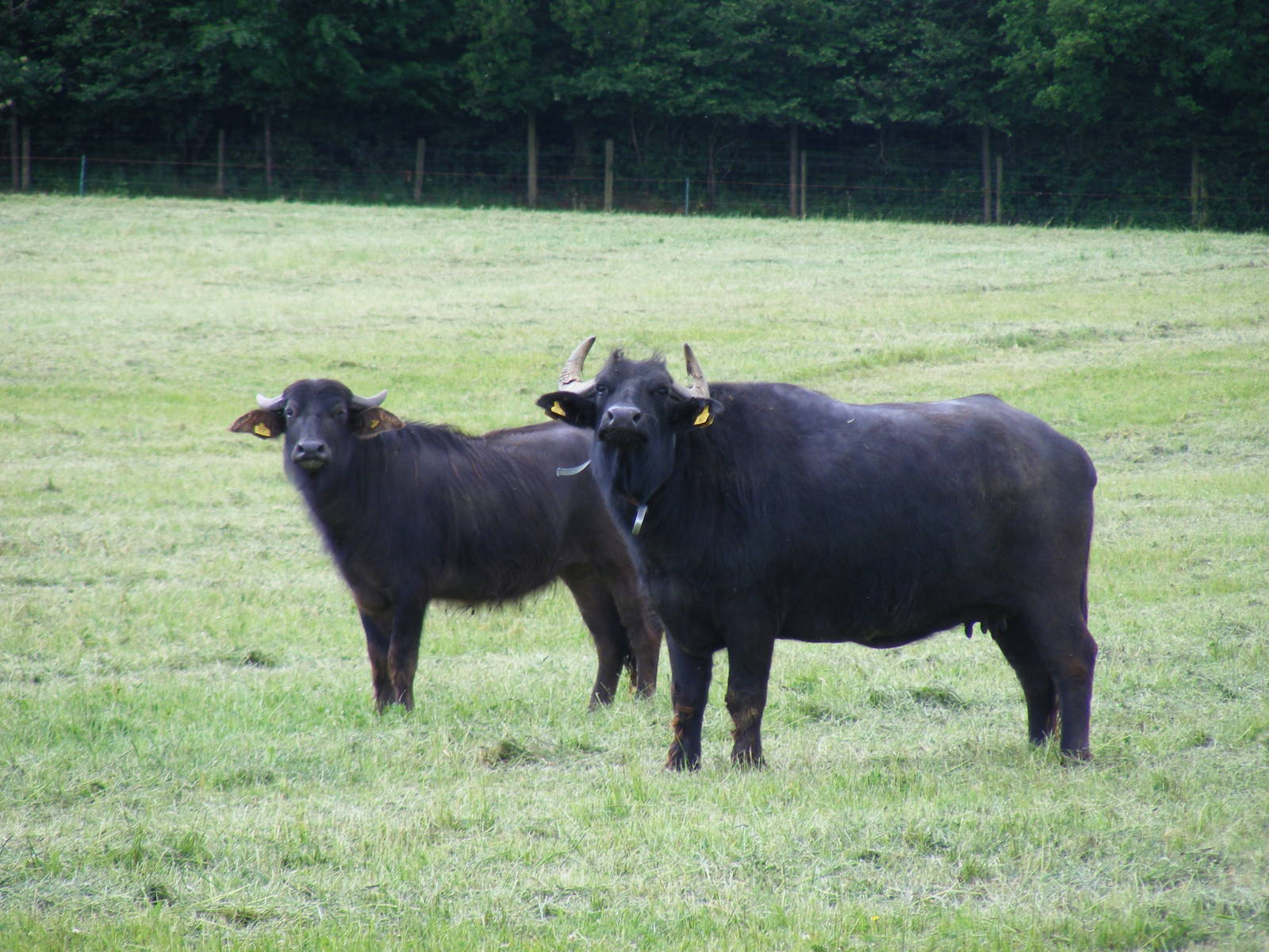 Water buffalo at Laverstoke Park Farm, 7 June 2009