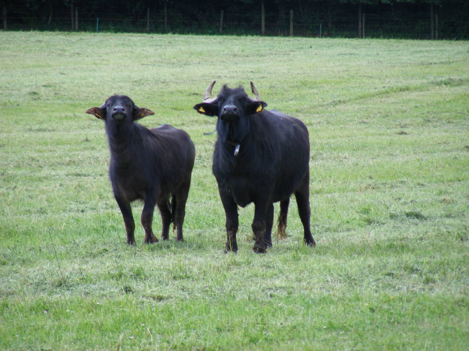 Water buffalo at Laverstoke Park Farm, 7 June 2009