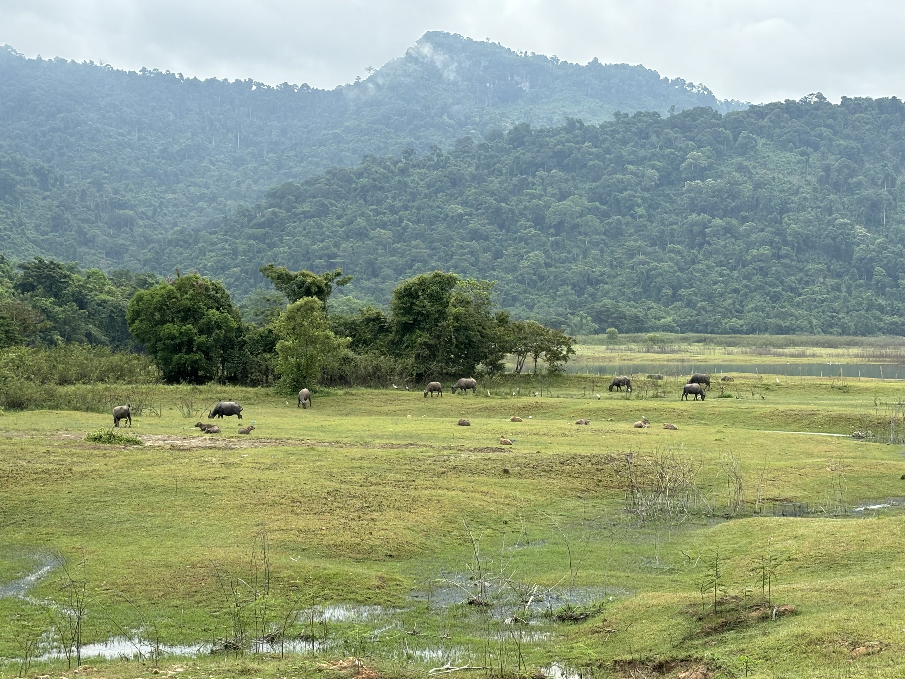 Water Buffalo - at least 24 of them