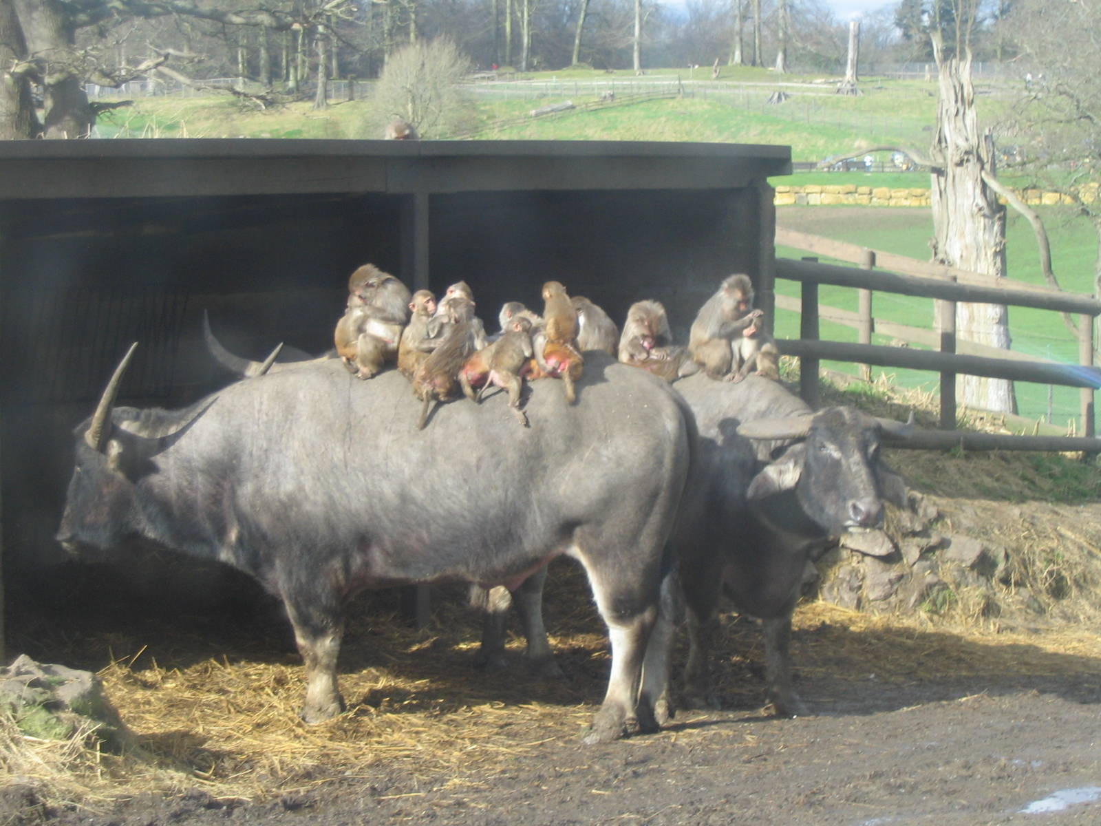 water buffalo brenda, herman and anya